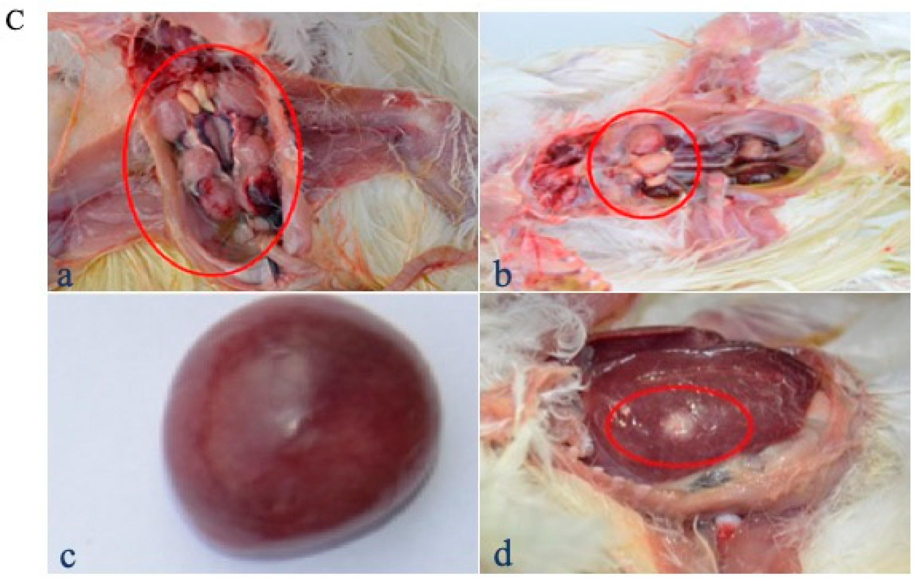Vaccines 08 00399 g006b