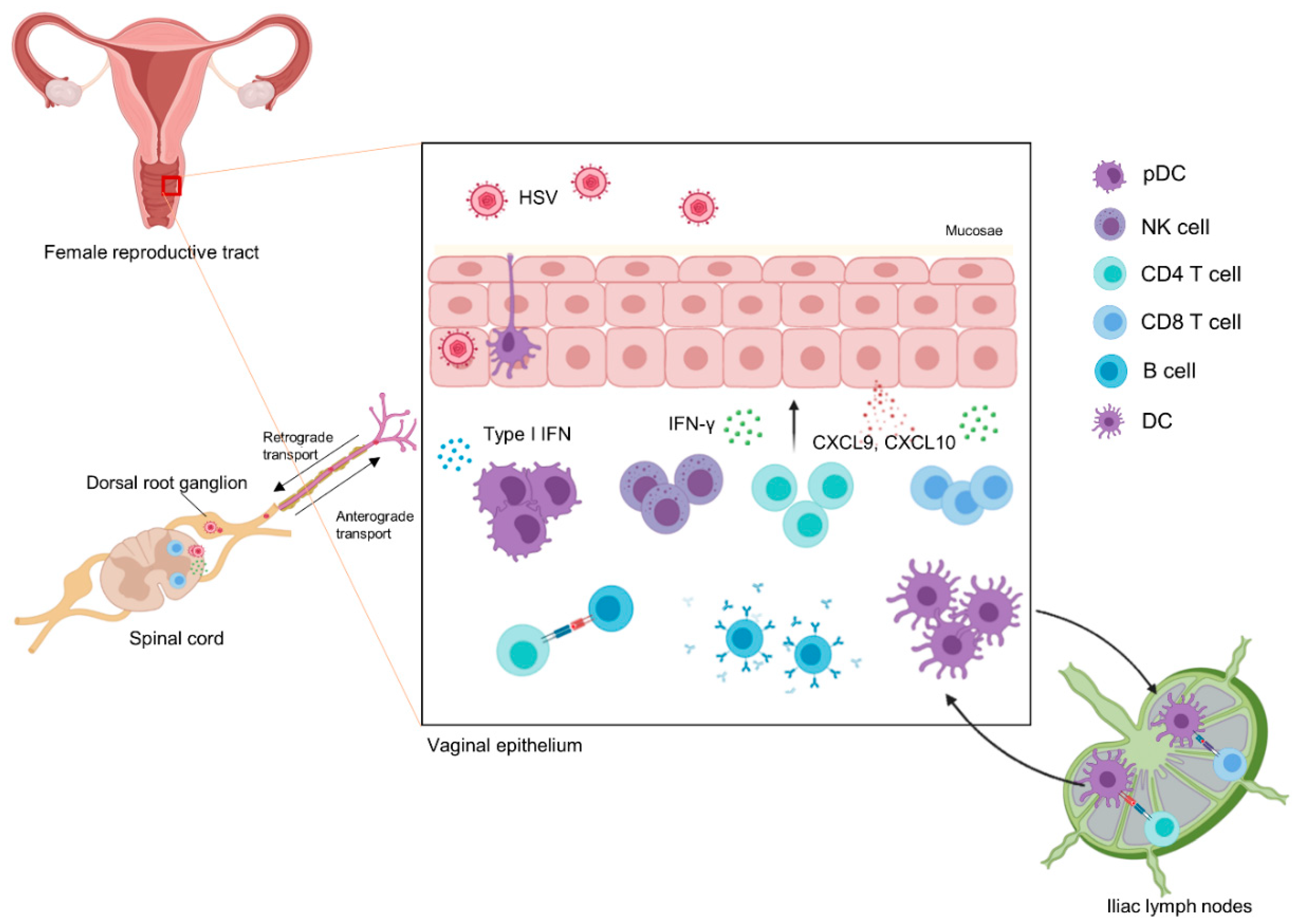 Vaccines 08 00420 g002