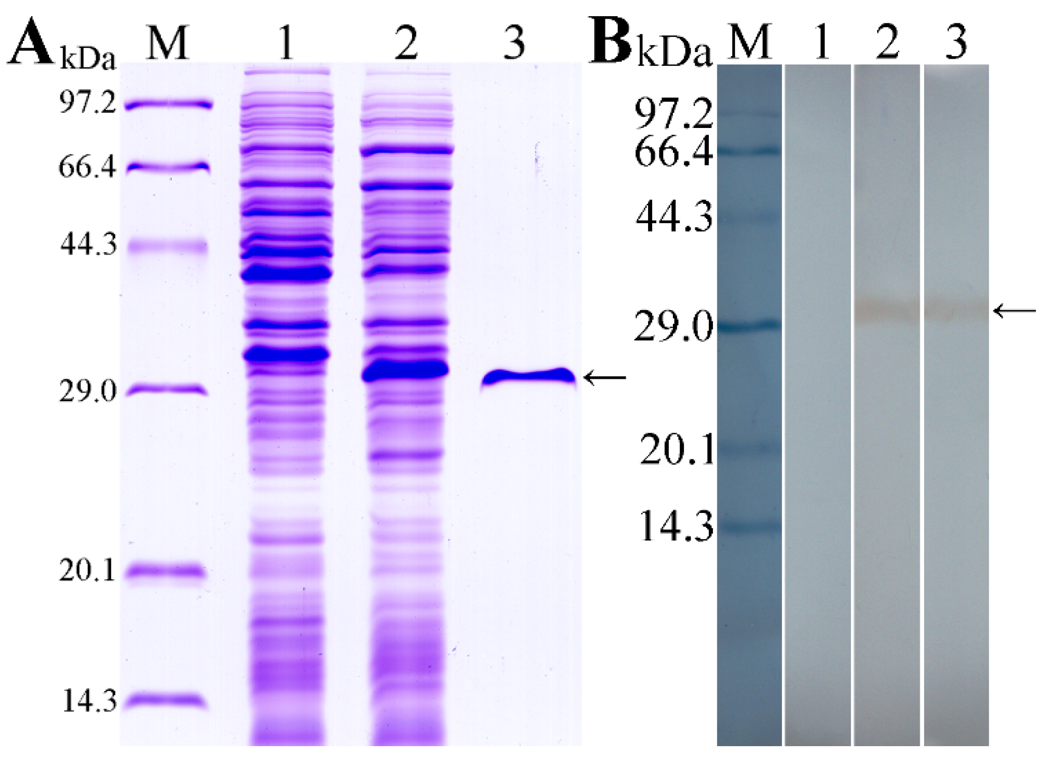 Vaccines 08 00437 g004 Vaccines 08 00437 g004