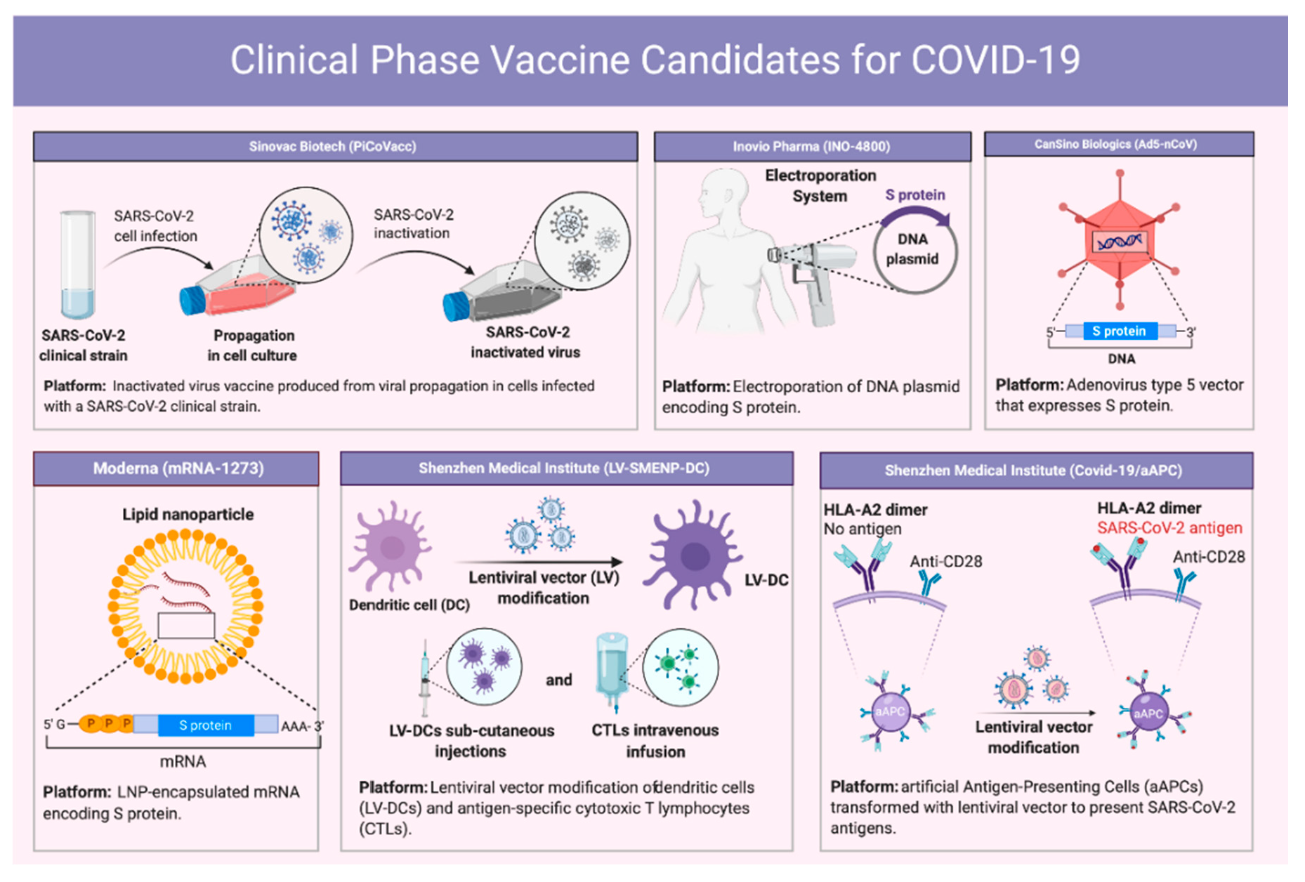 Vaccines 08 00443 g005