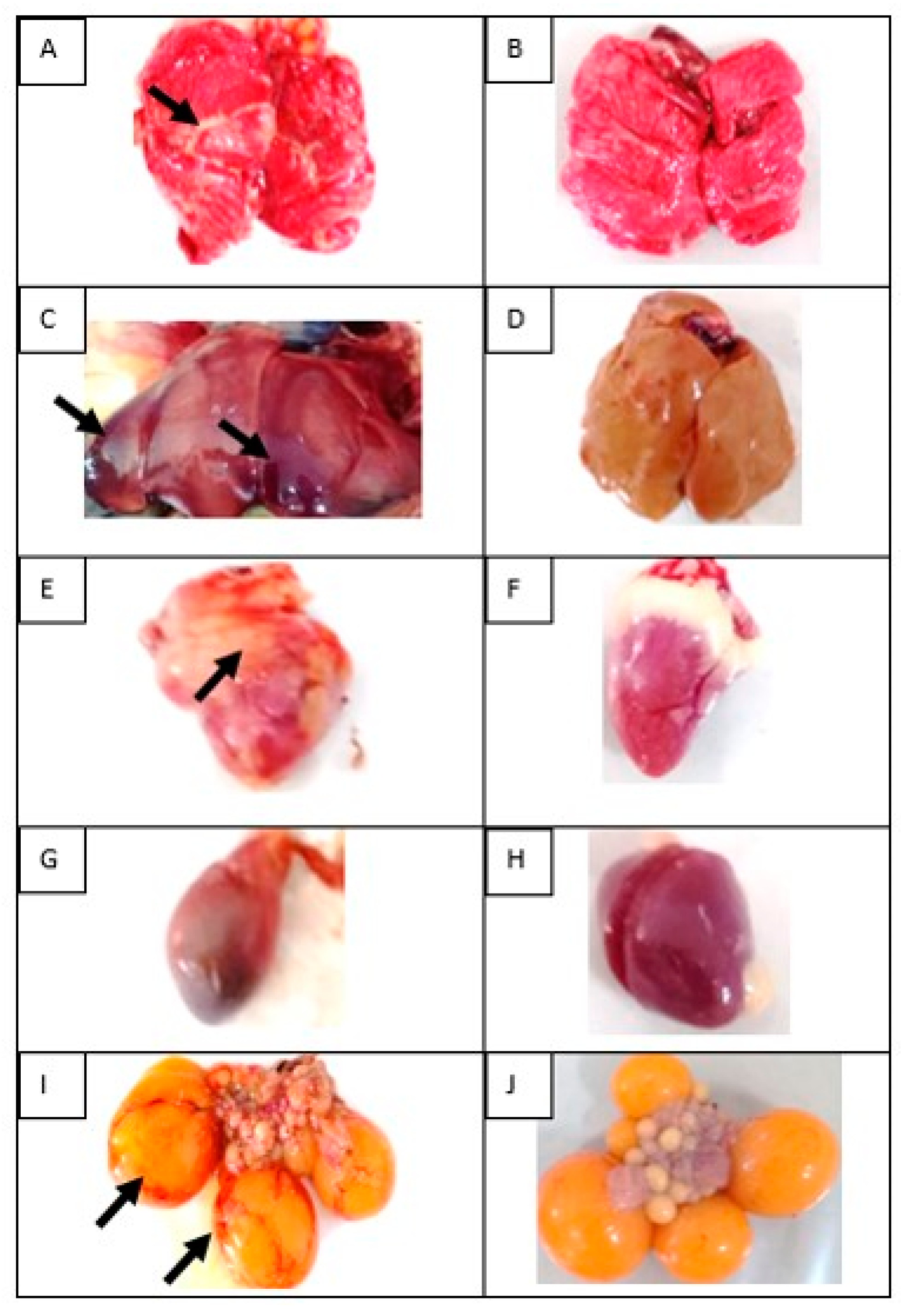 Vaccines 08 00449 g004