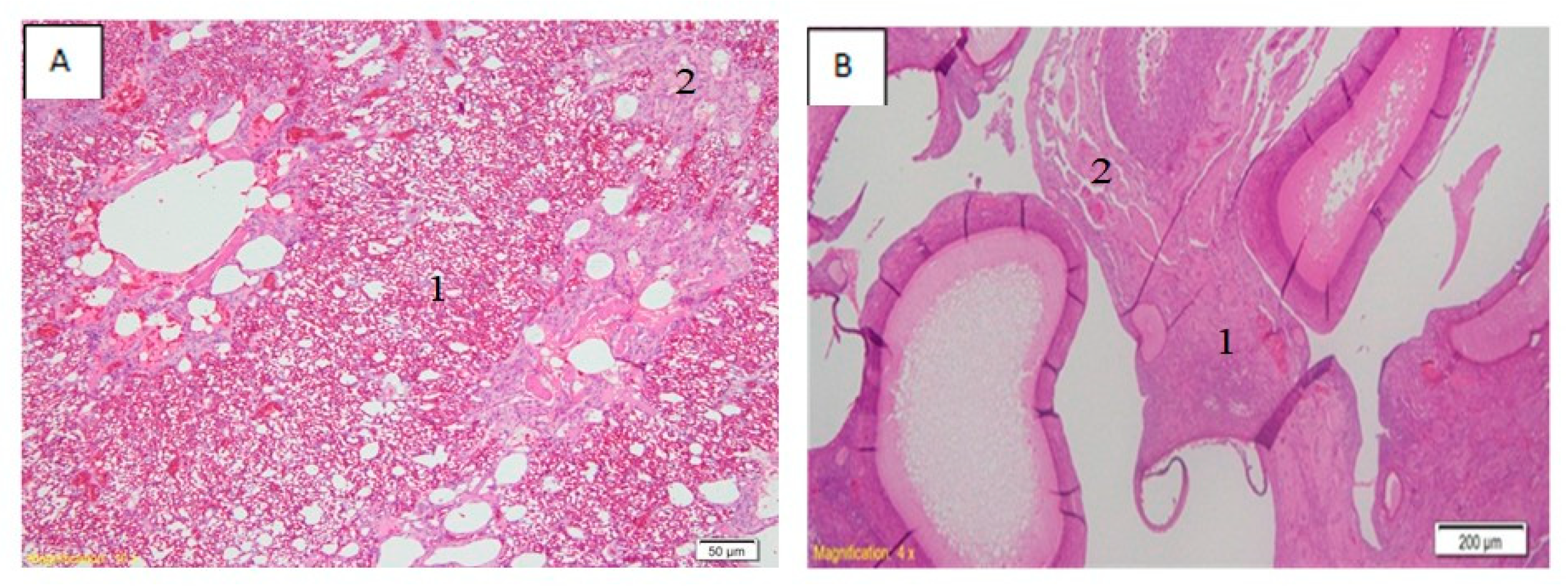 Vaccines 08 00449 g005
