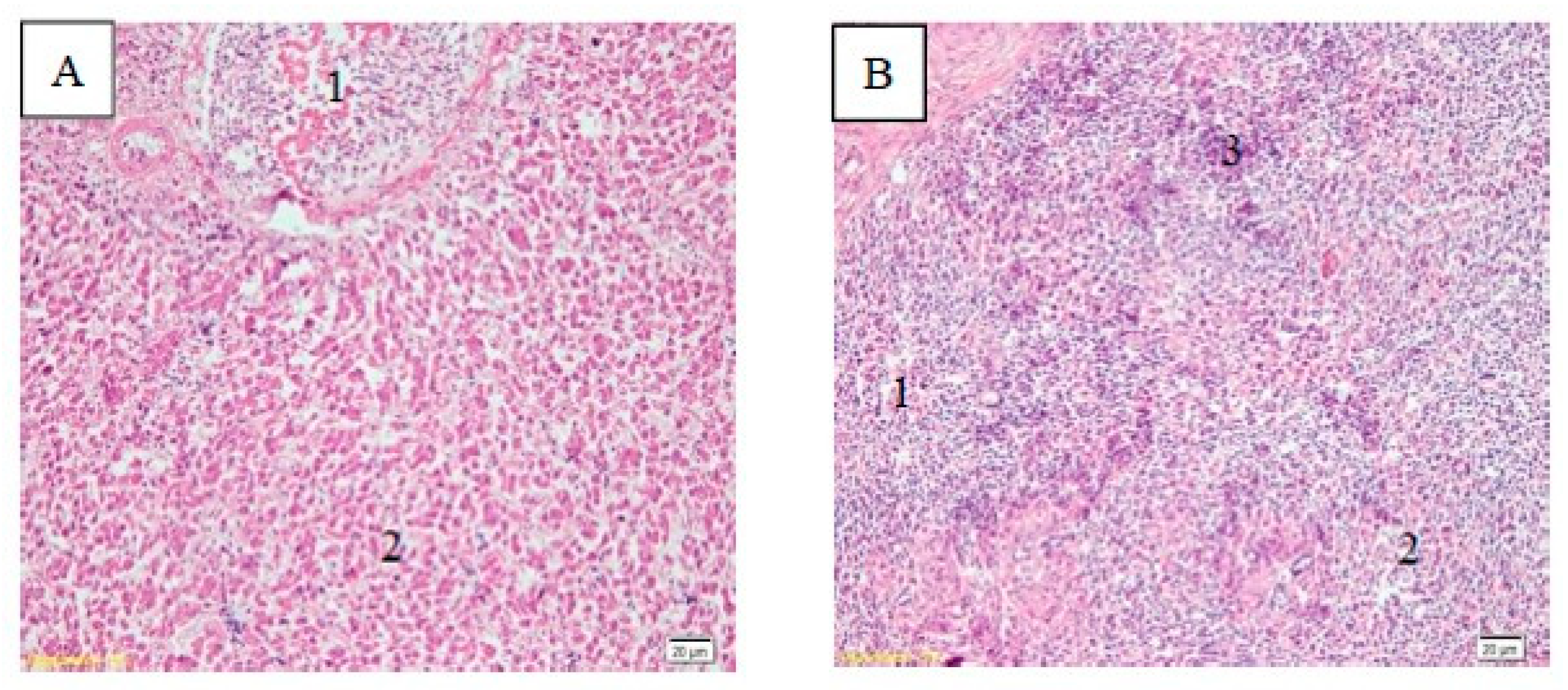Vaccines 08 00449 g006