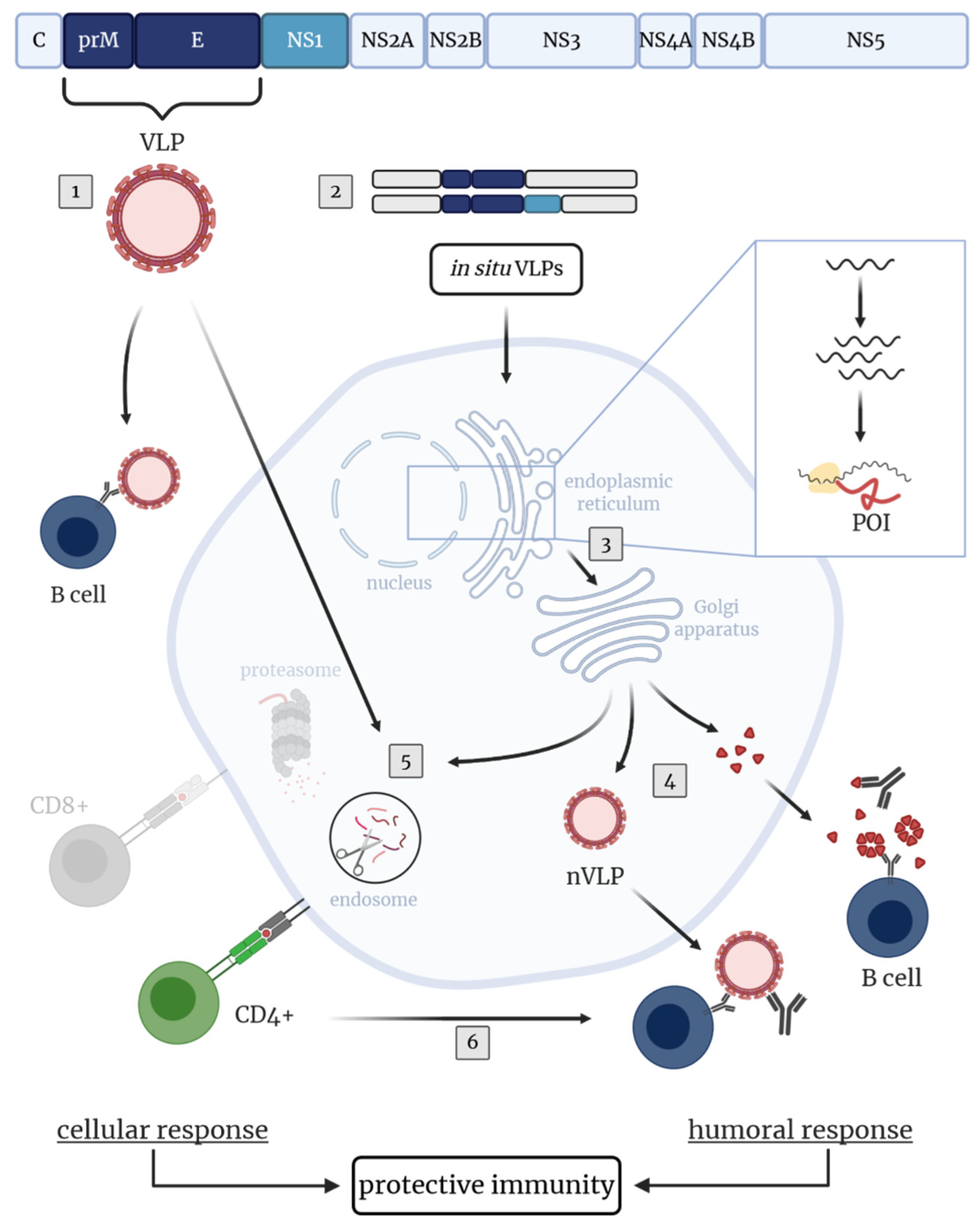 Vaccines 08 00451 g002