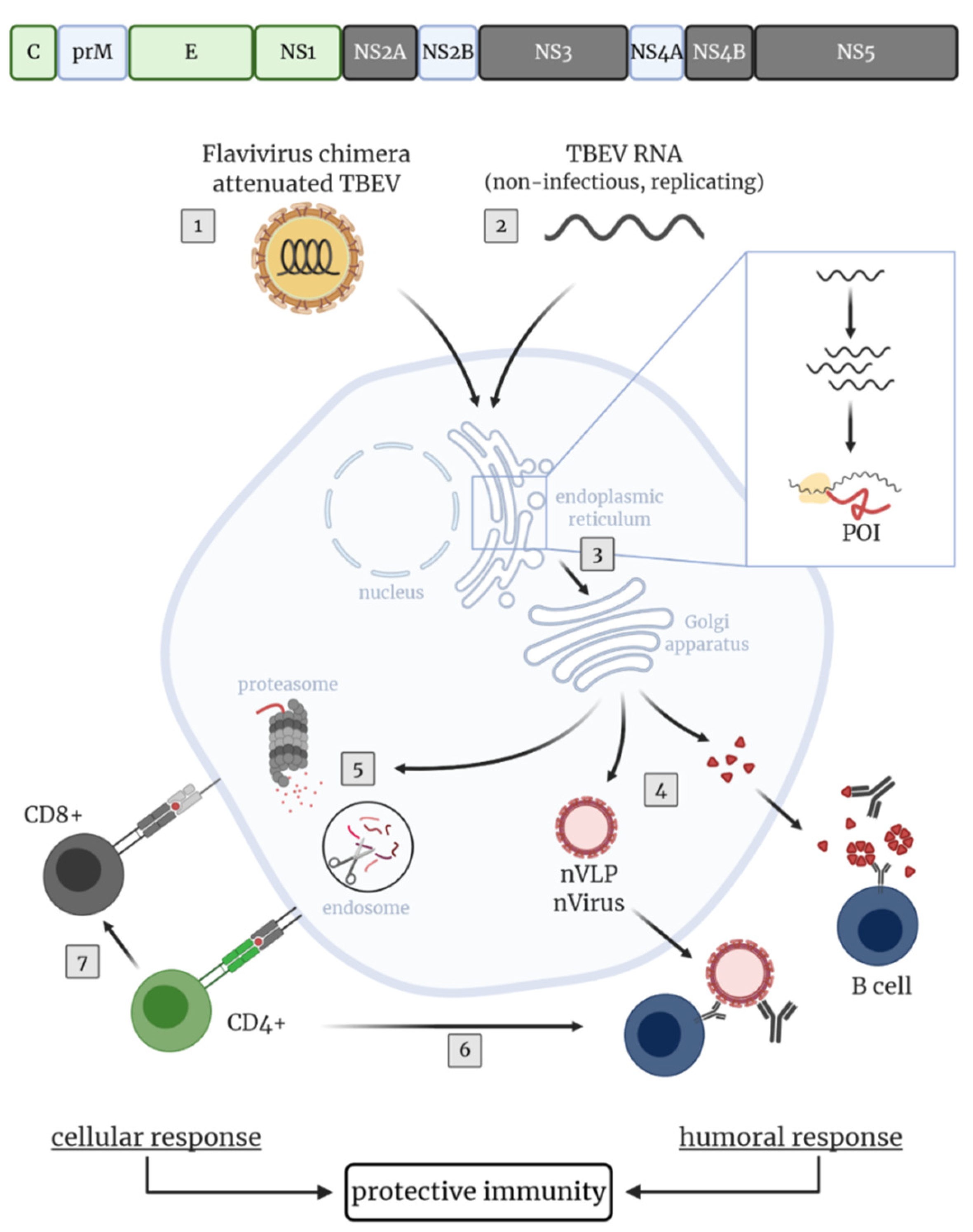 Vaccines 08 00451 g003