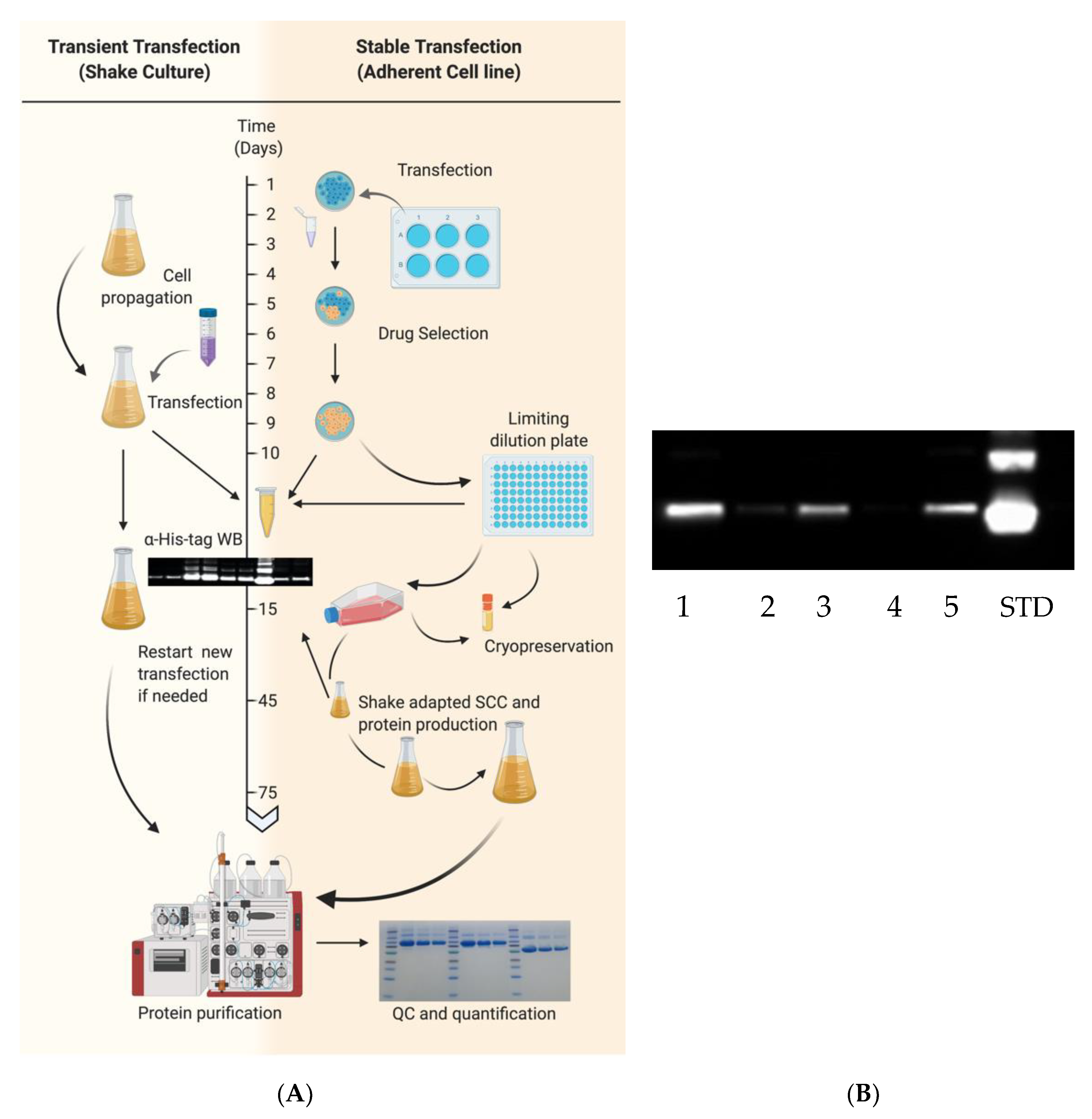 Vaccines 08 00462 g002 Vaccines 08 00462 g002