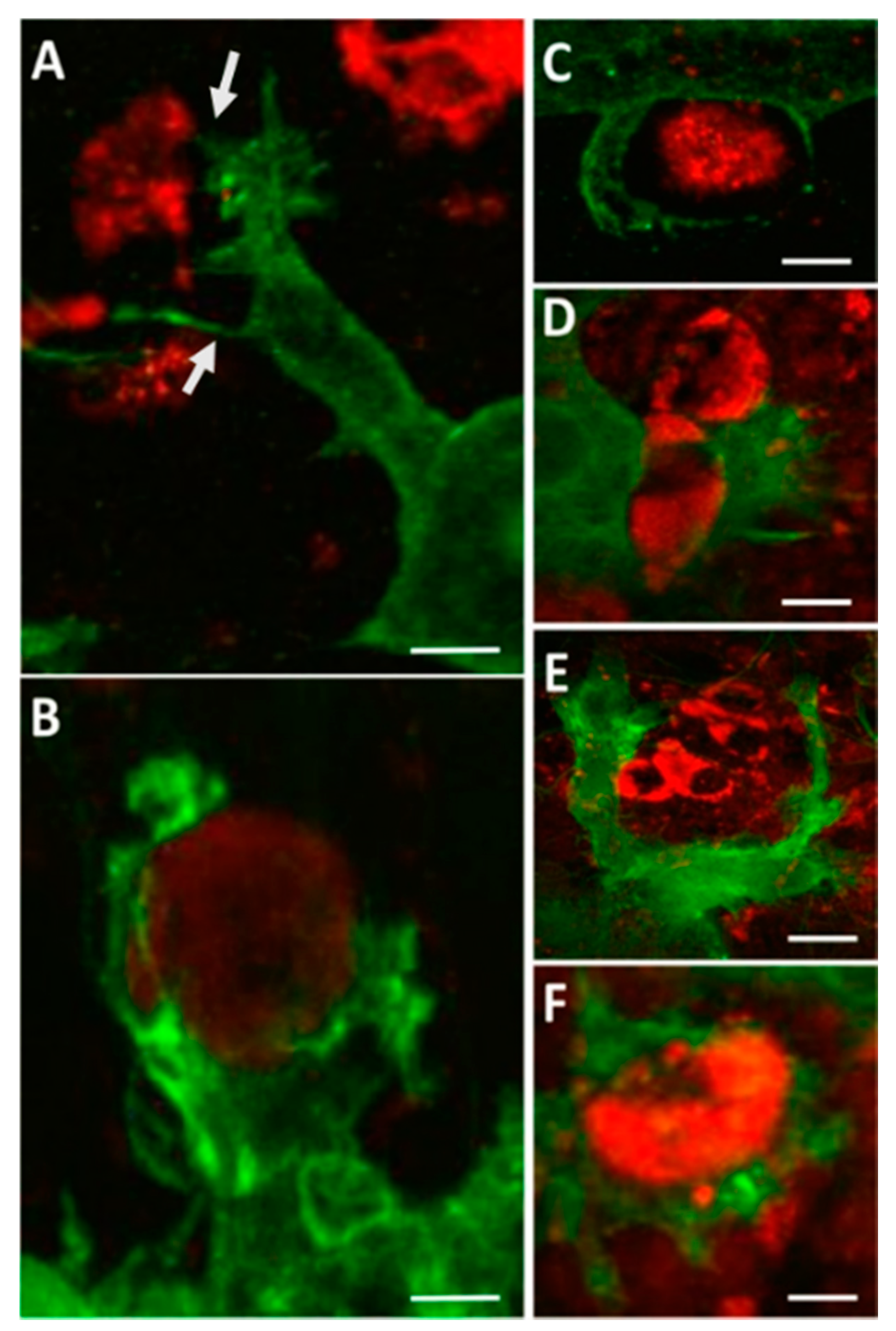 Vaccines 08 00485 g001