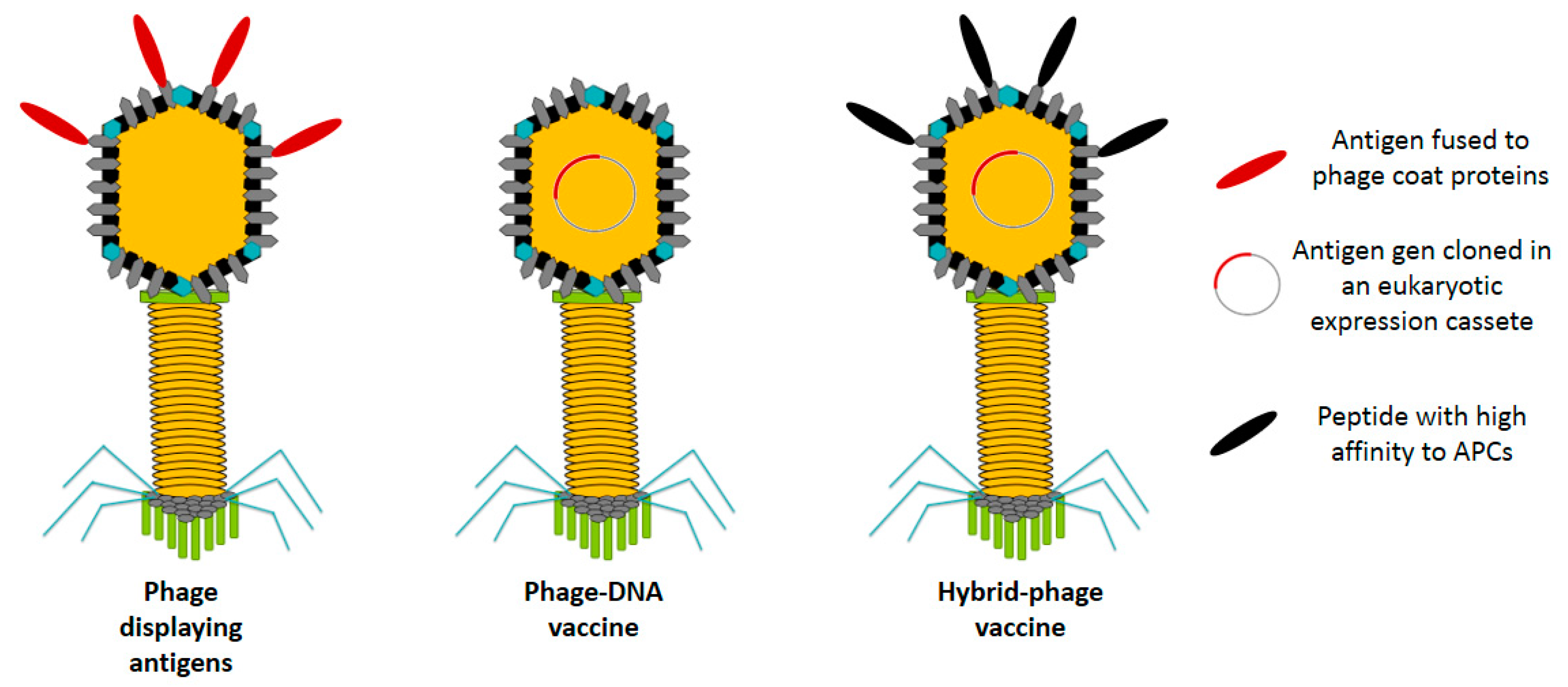 Vaccines 08 00504 g001