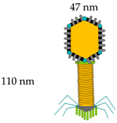 Vaccines 08 00504 i002 Vaccines 08 00504 i002