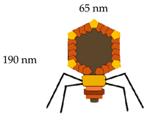 Vaccines 08 00504 i003 Vaccines 08 00504 i003