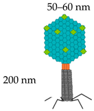 Vaccines 08 00504 i004 Vaccines 08 00504 i004