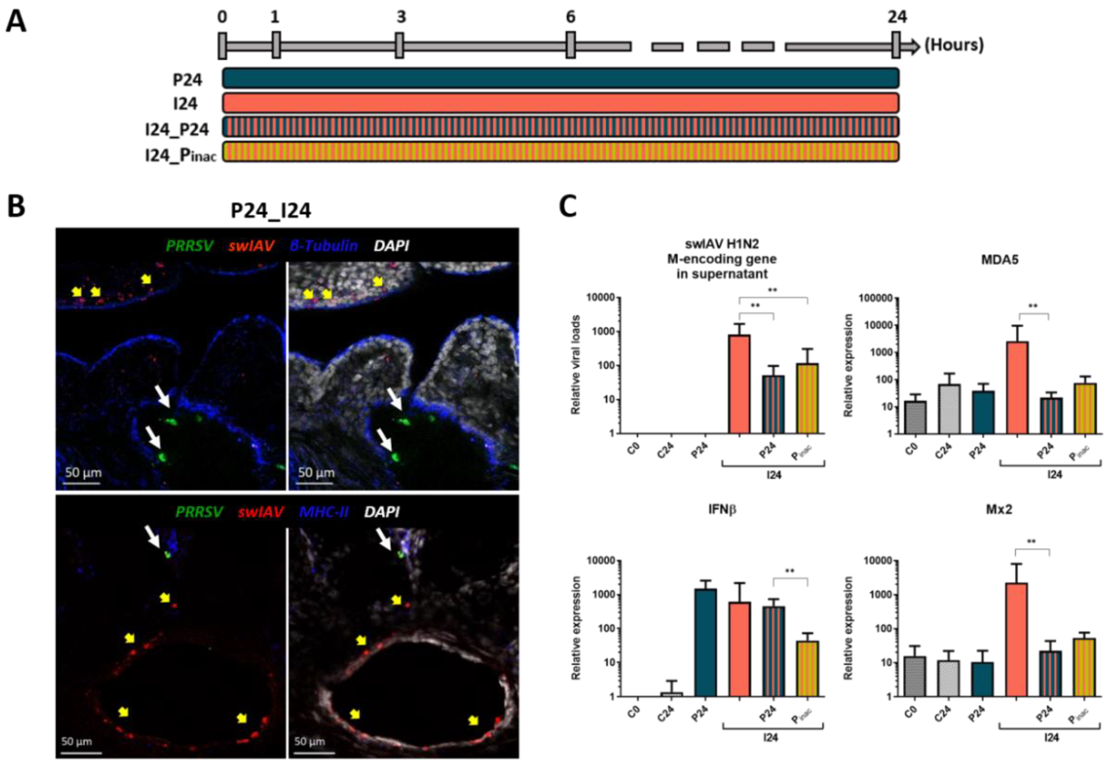 Vaccines 08 00508 g005