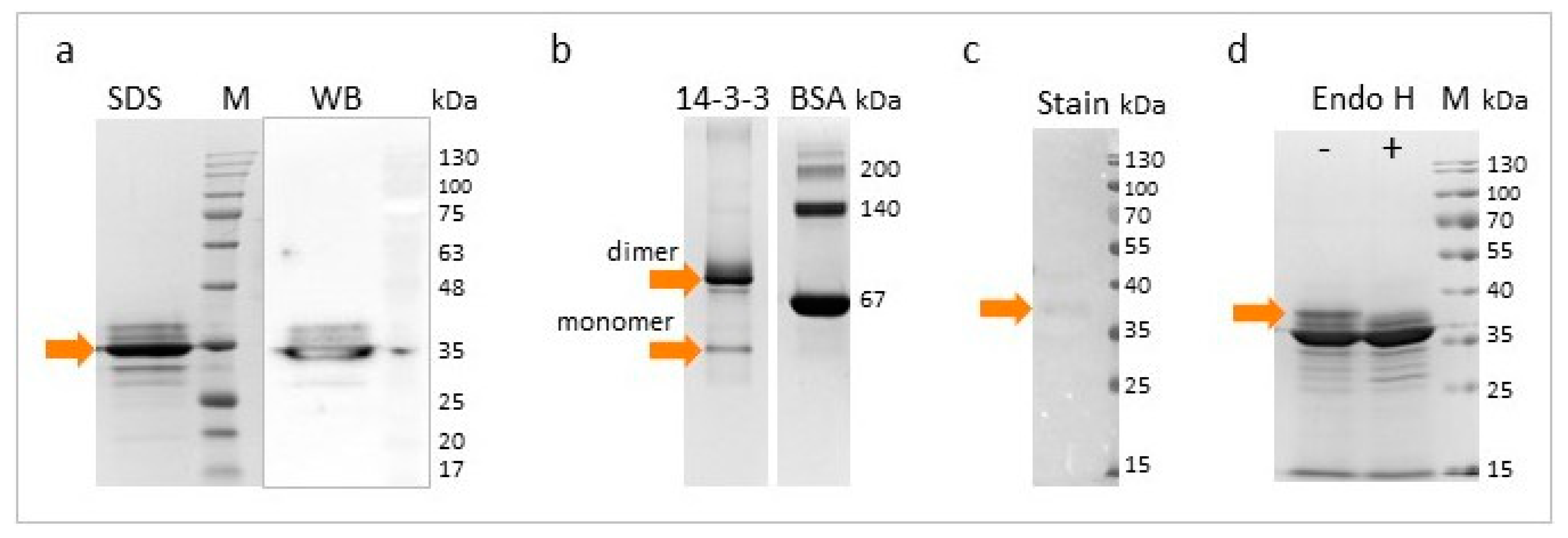 Vaccines 08 00515 g002