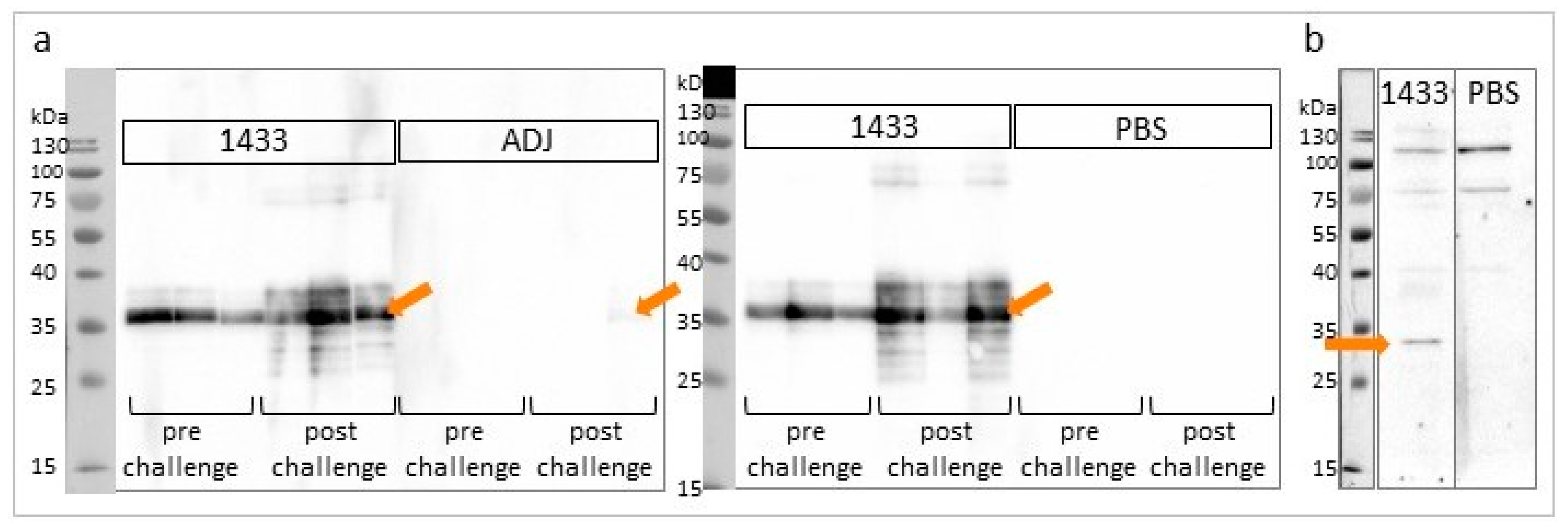 Vaccines 08 00515 g004
