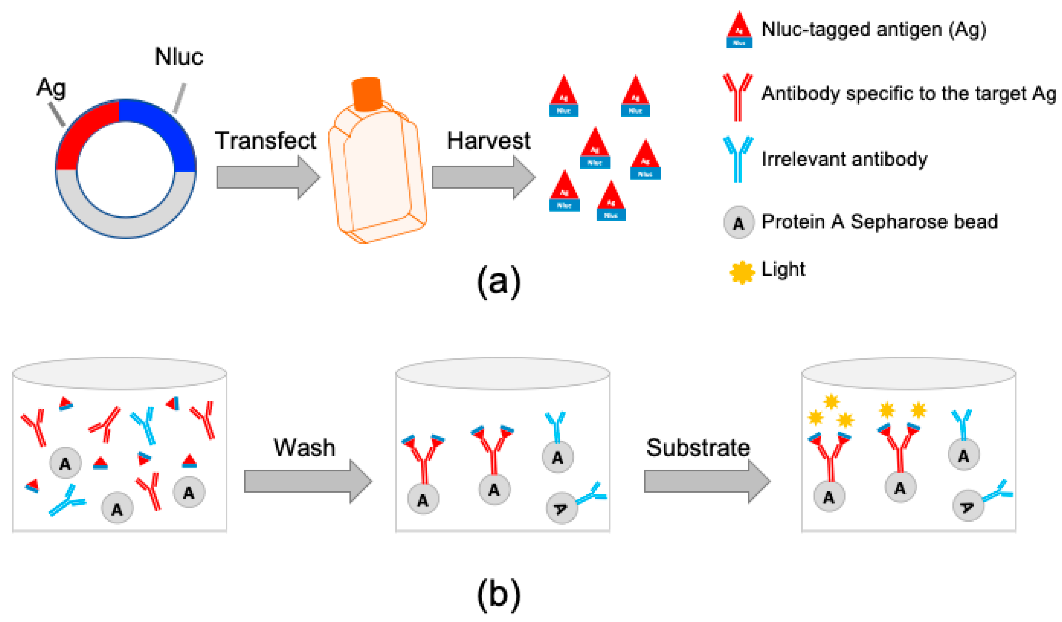Vaccines 08 00533 g001