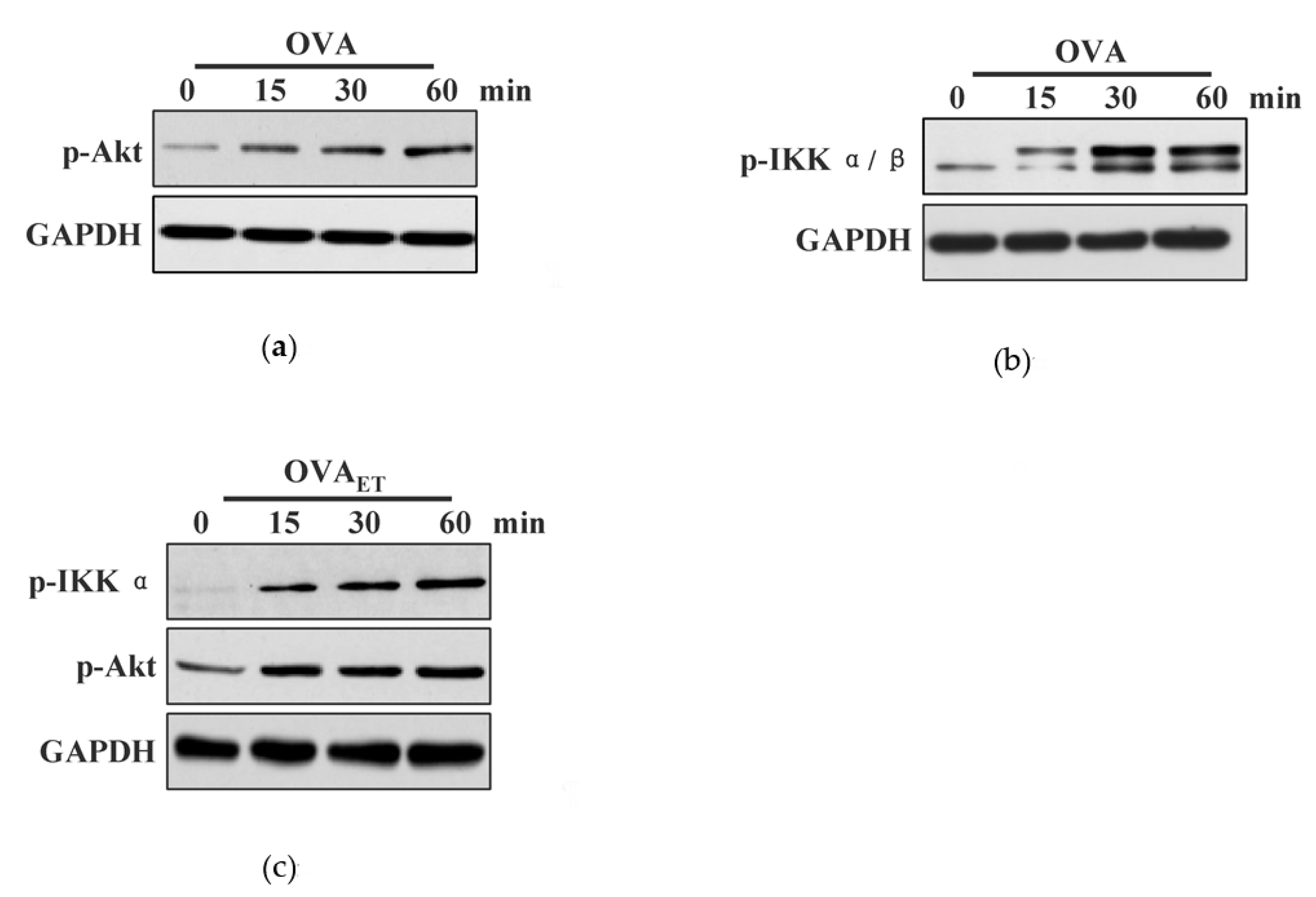 Vaccines 08 00539 g001