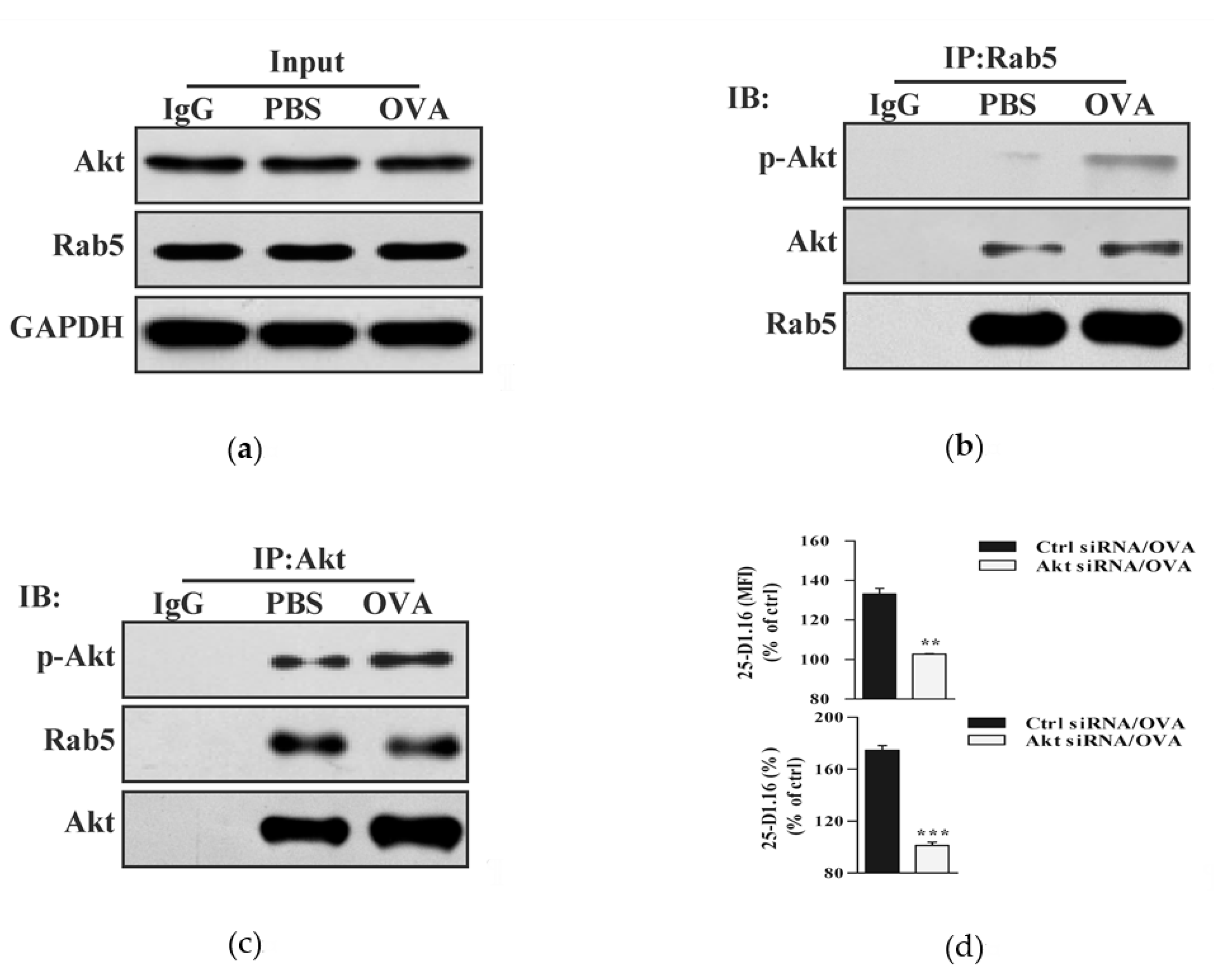 Vaccines 08 00539 g002