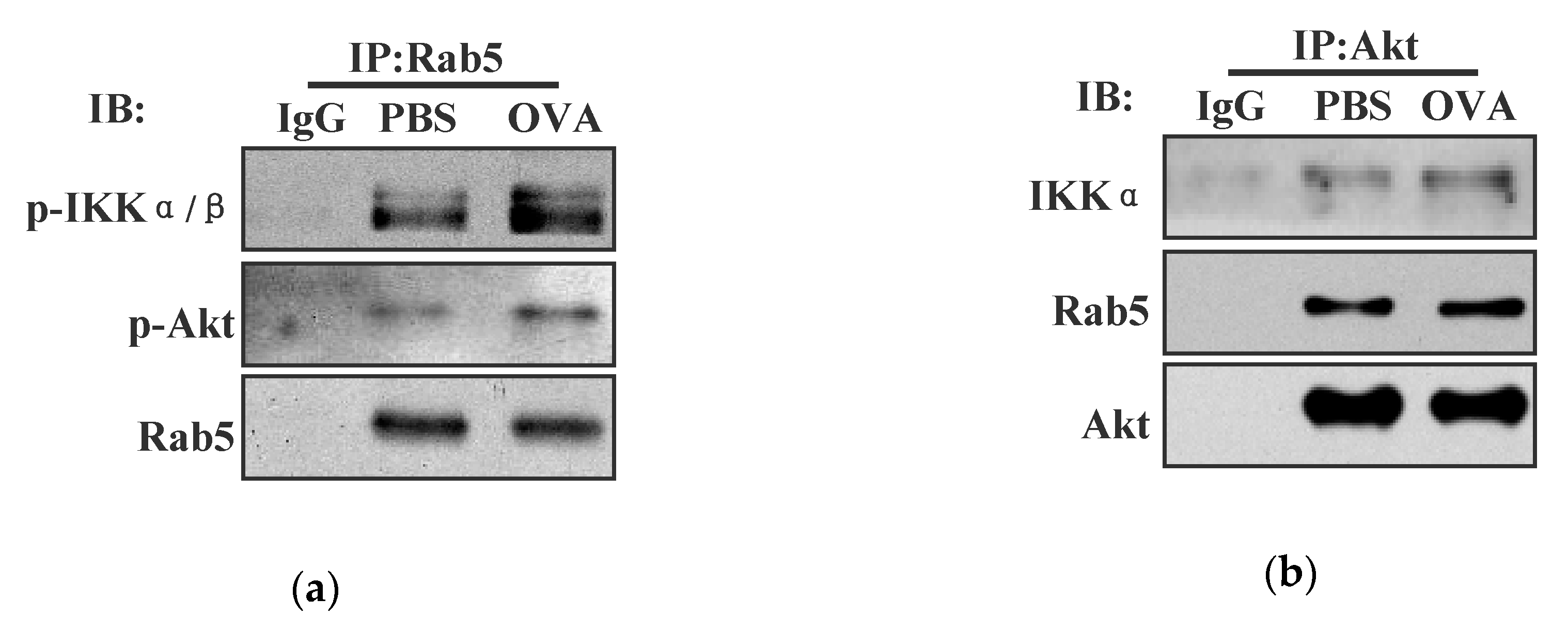 Vaccines 08 00539 g004a