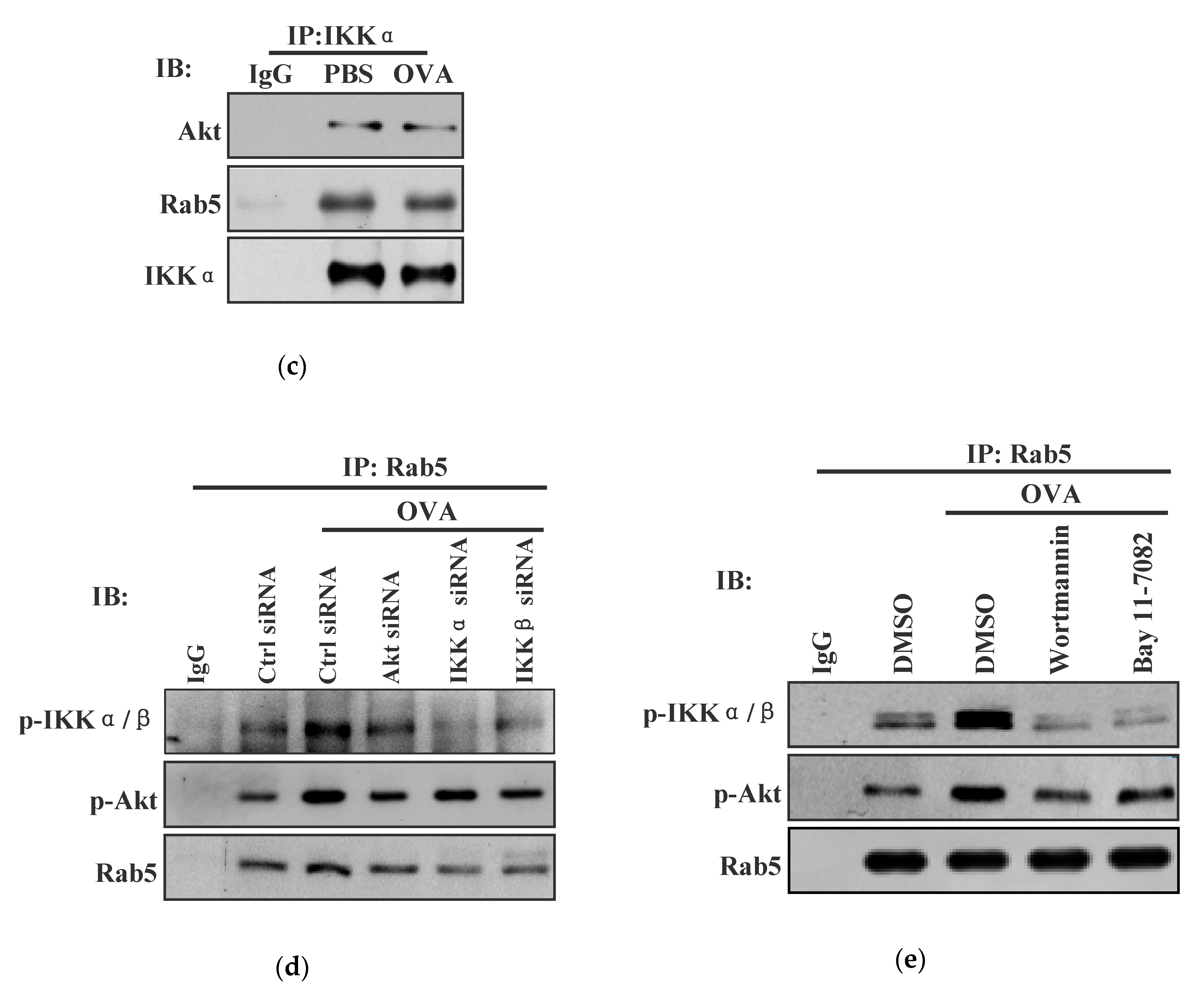 Vaccines 08 00539 g004b