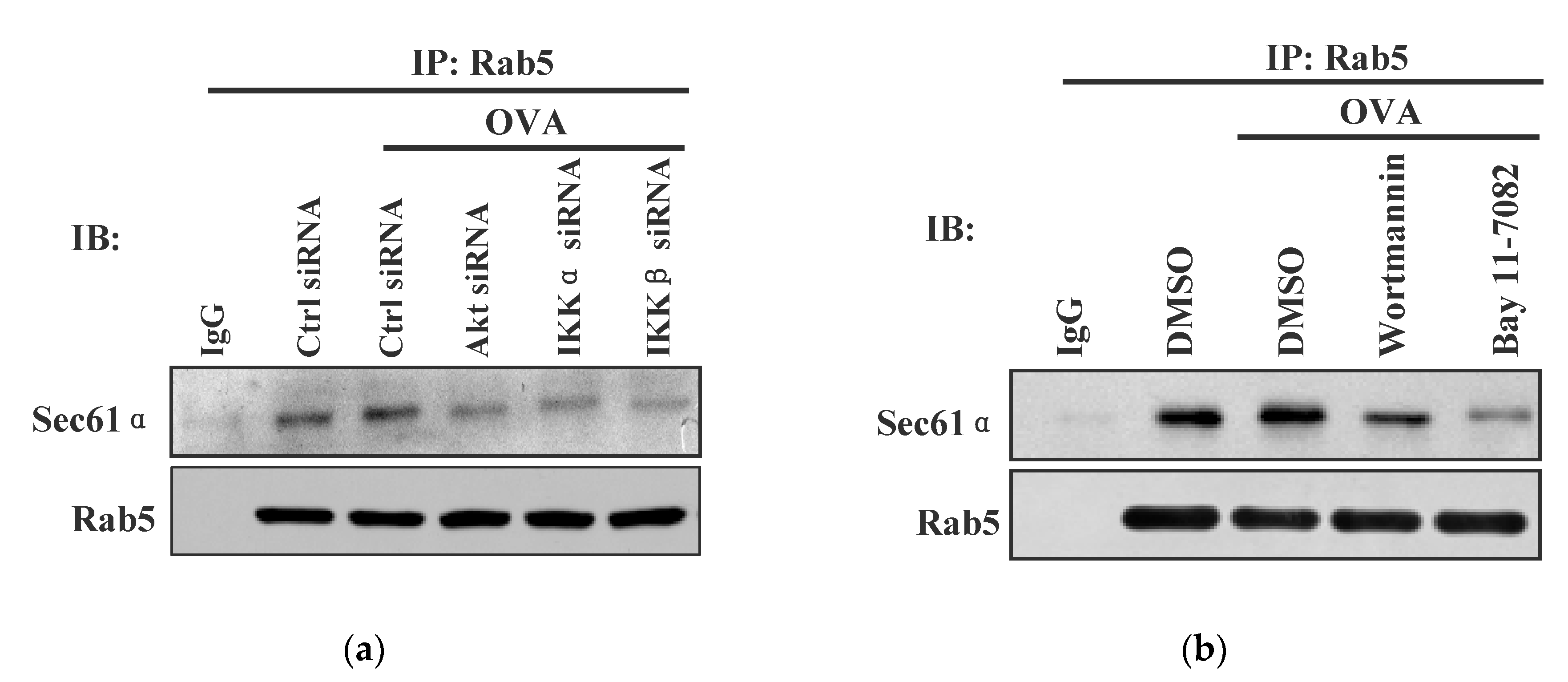 Vaccines 08 00539 g005