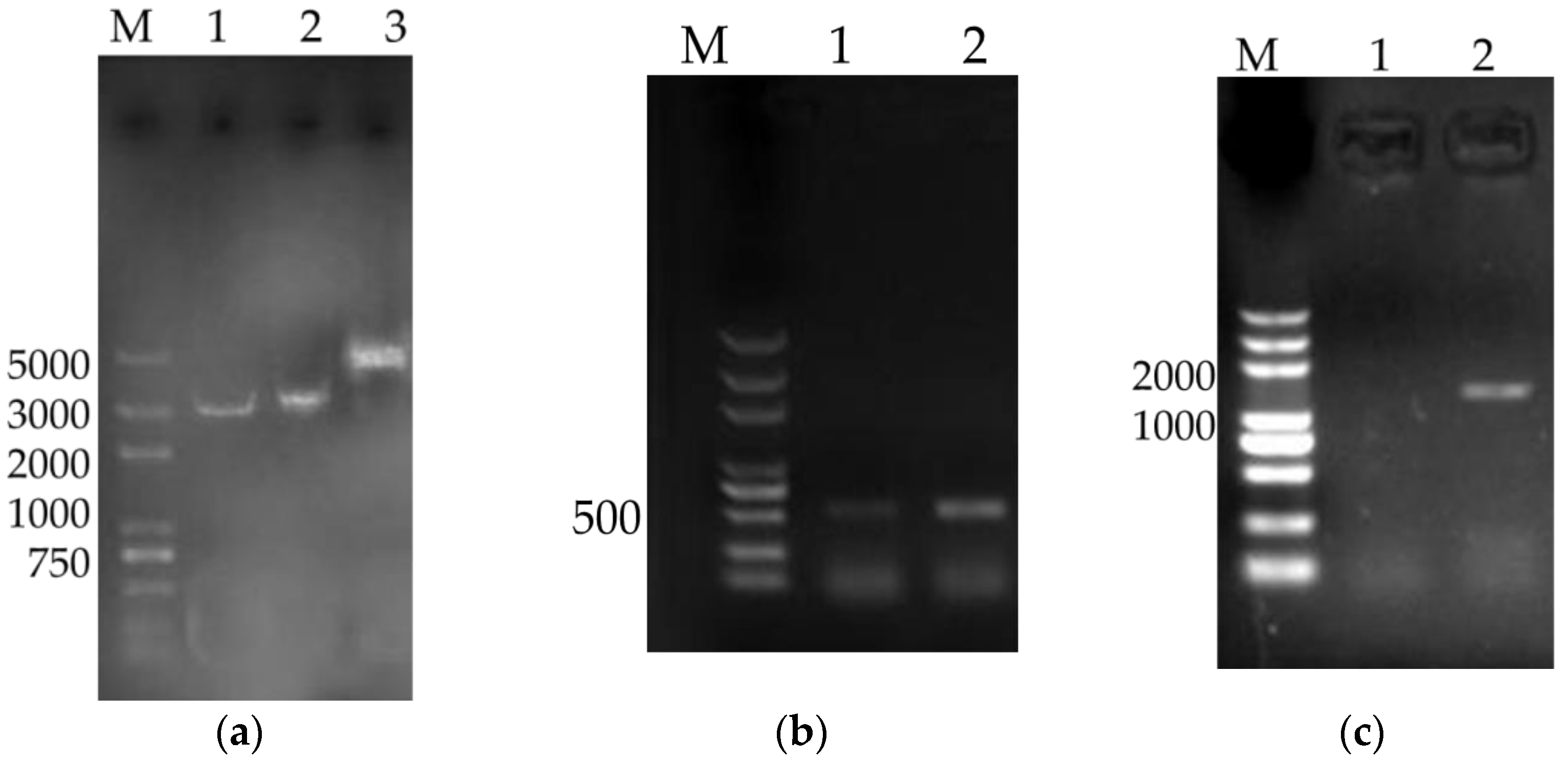 Vaccines 08 00552 g001