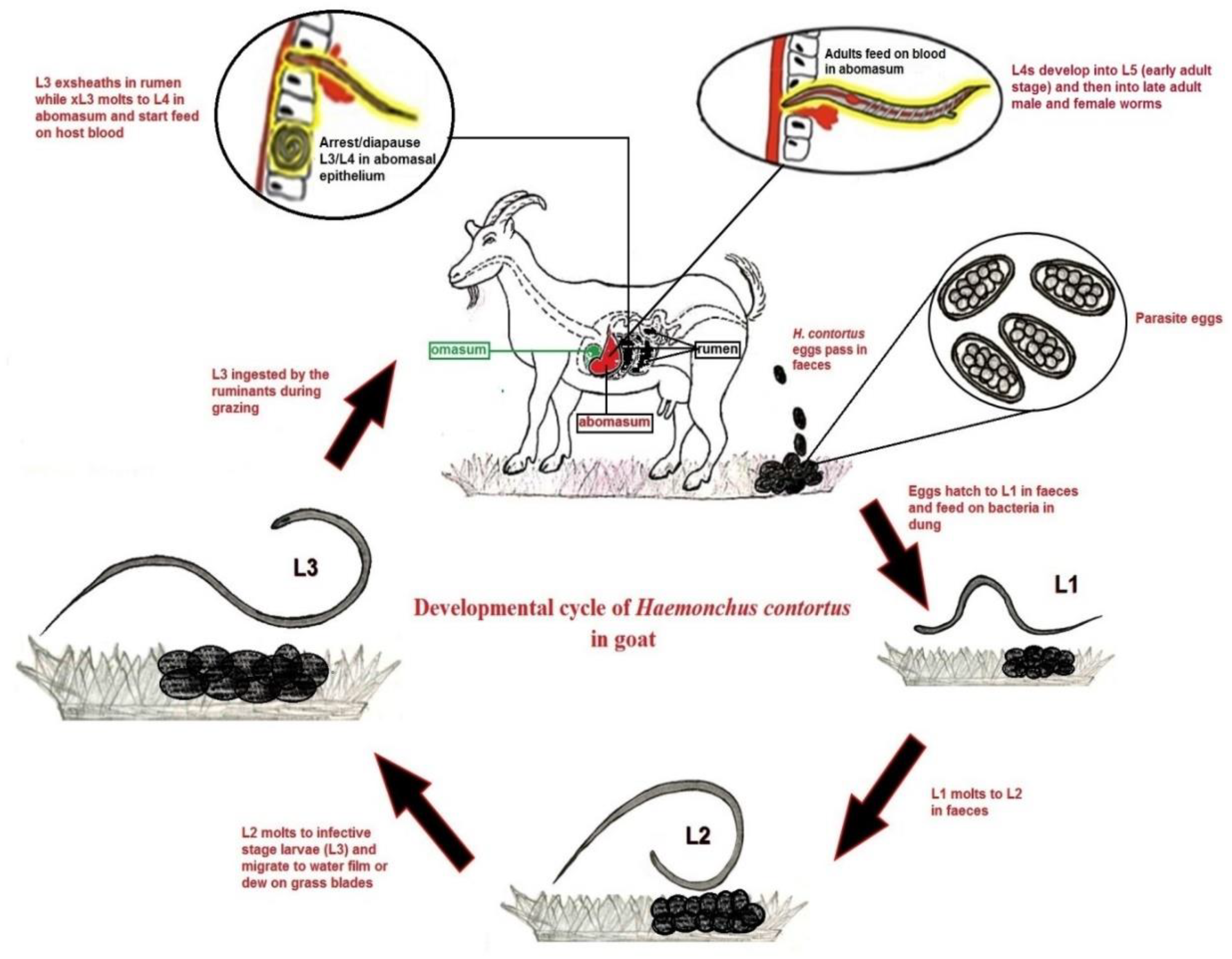 Vaccines 08 00555 g001