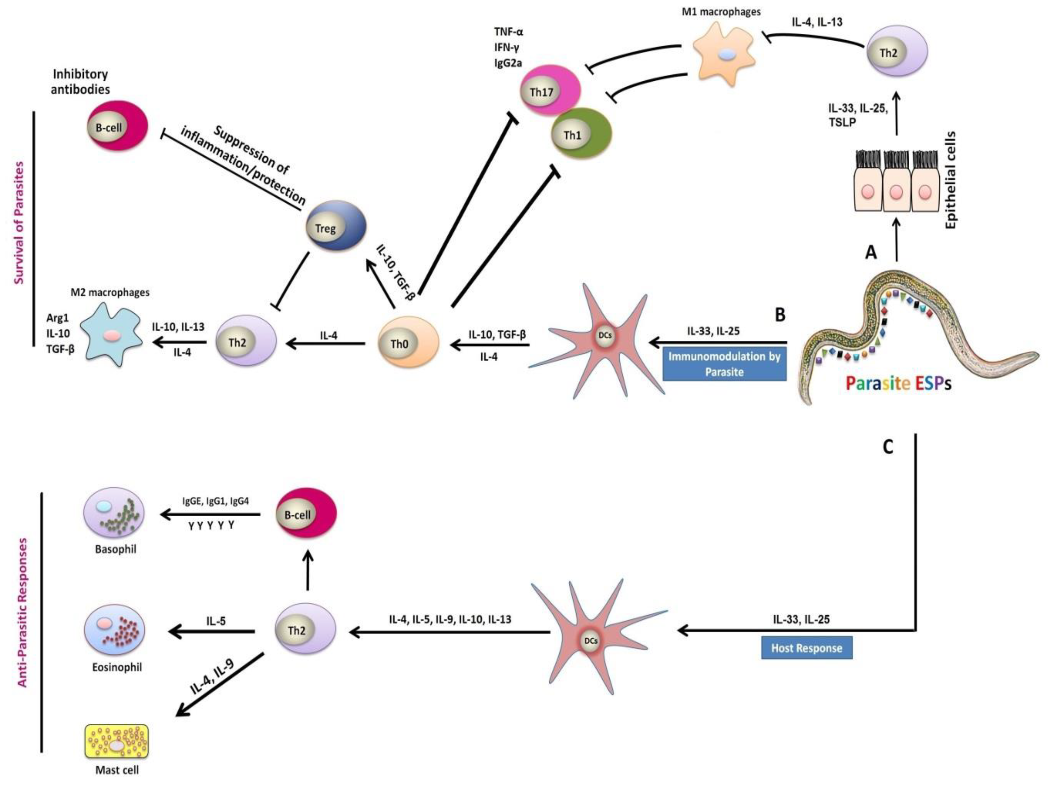 Vaccines 08 00555 g002
