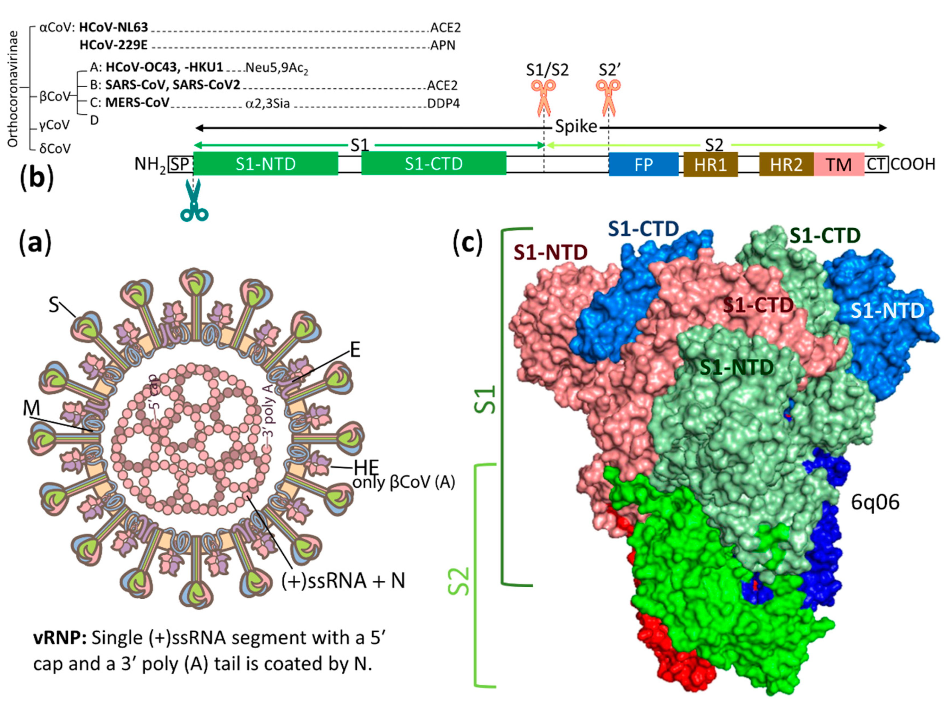 Vaccines 08 00587 g002 Vaccines 08 00587 g002