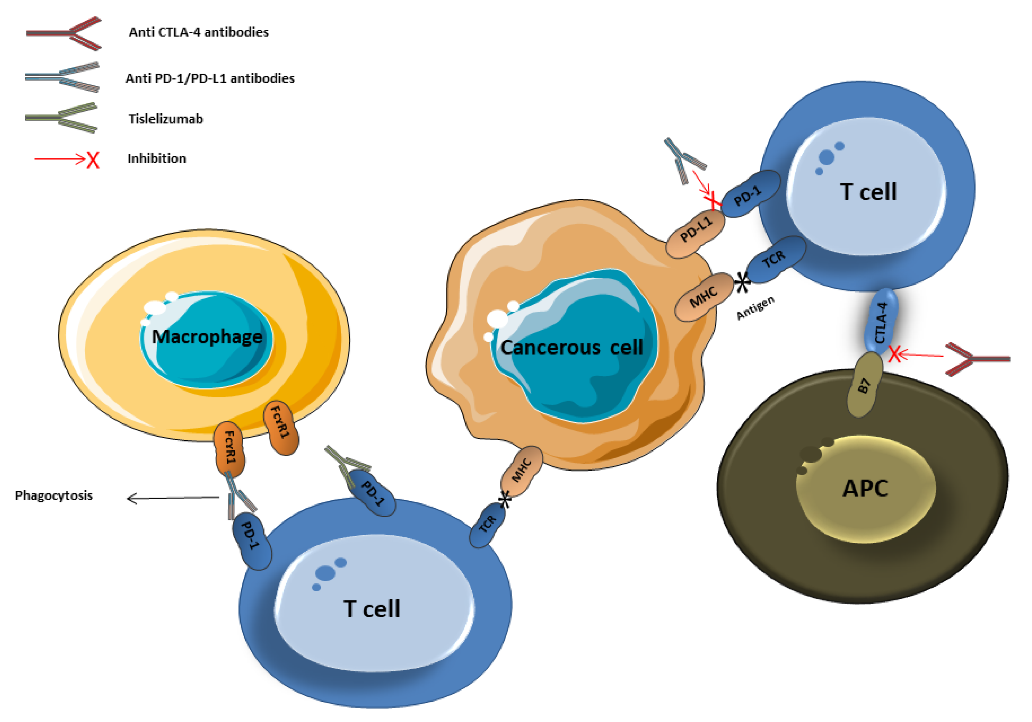 Vaccines 08 00616 g001