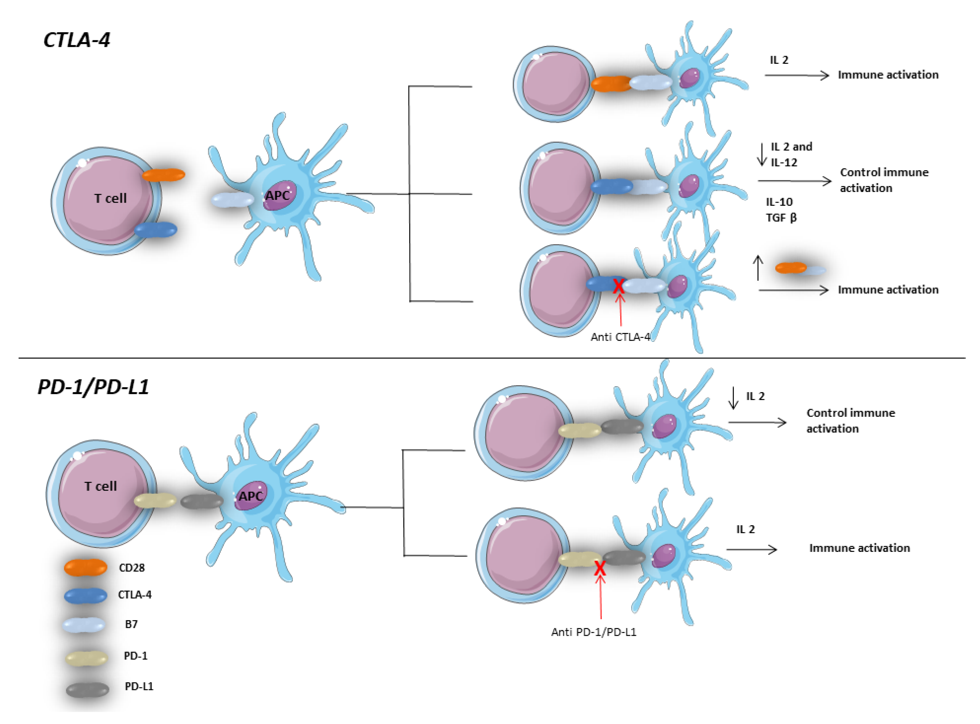 Vaccines 08 00616 g003
