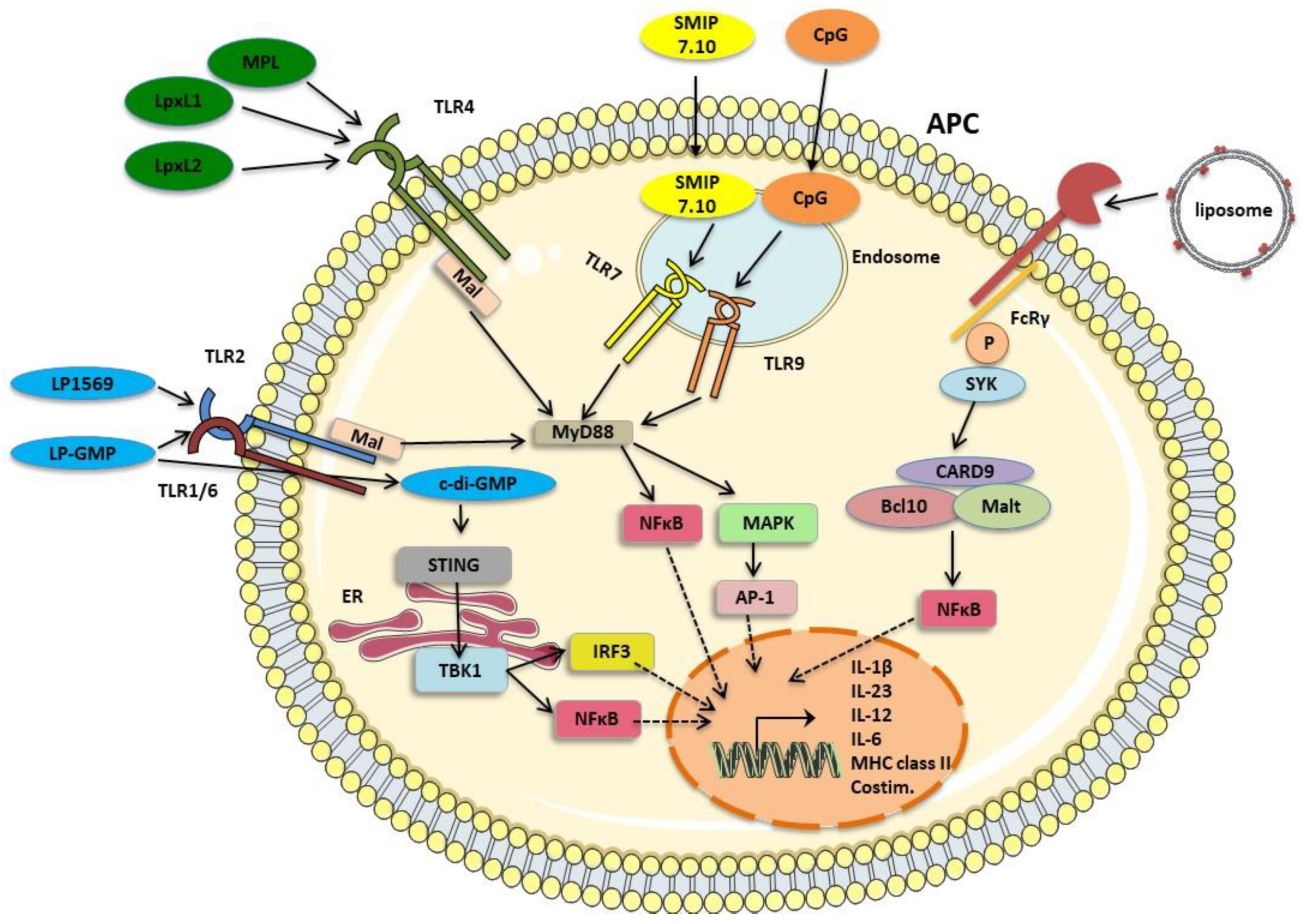 Vaccines 08 00621 g002