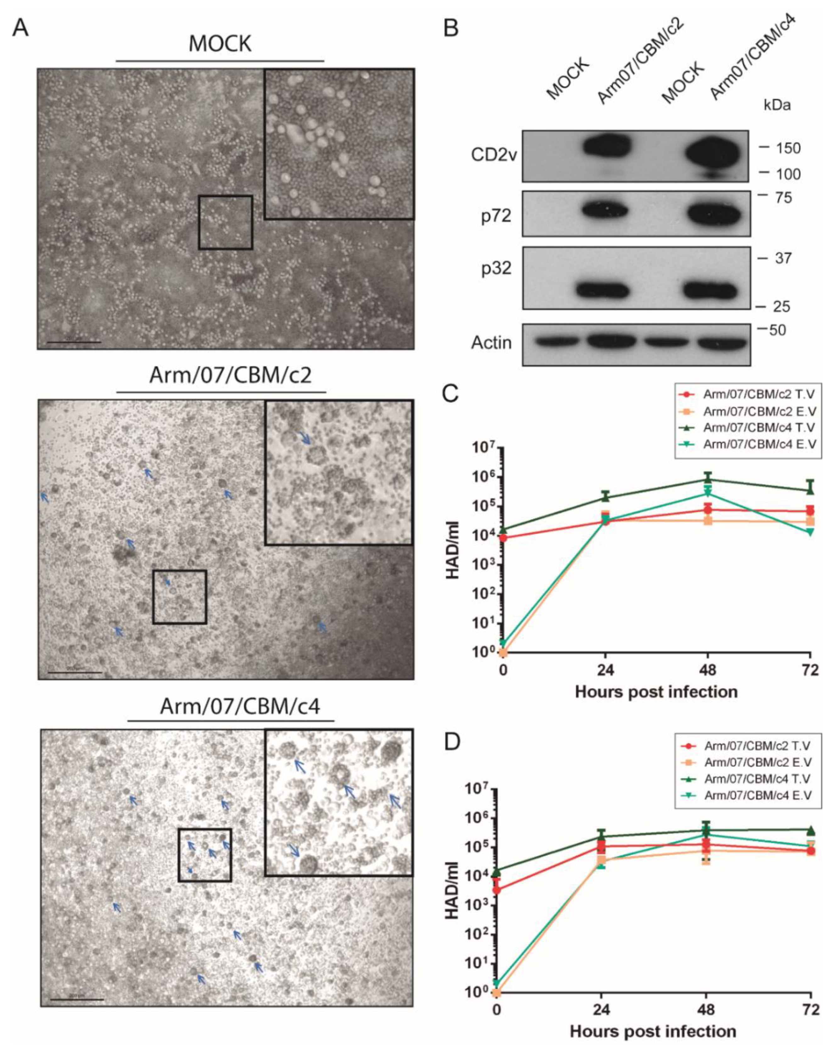 Vaccines 08 00625 g007 Vaccines 08 00625 g007