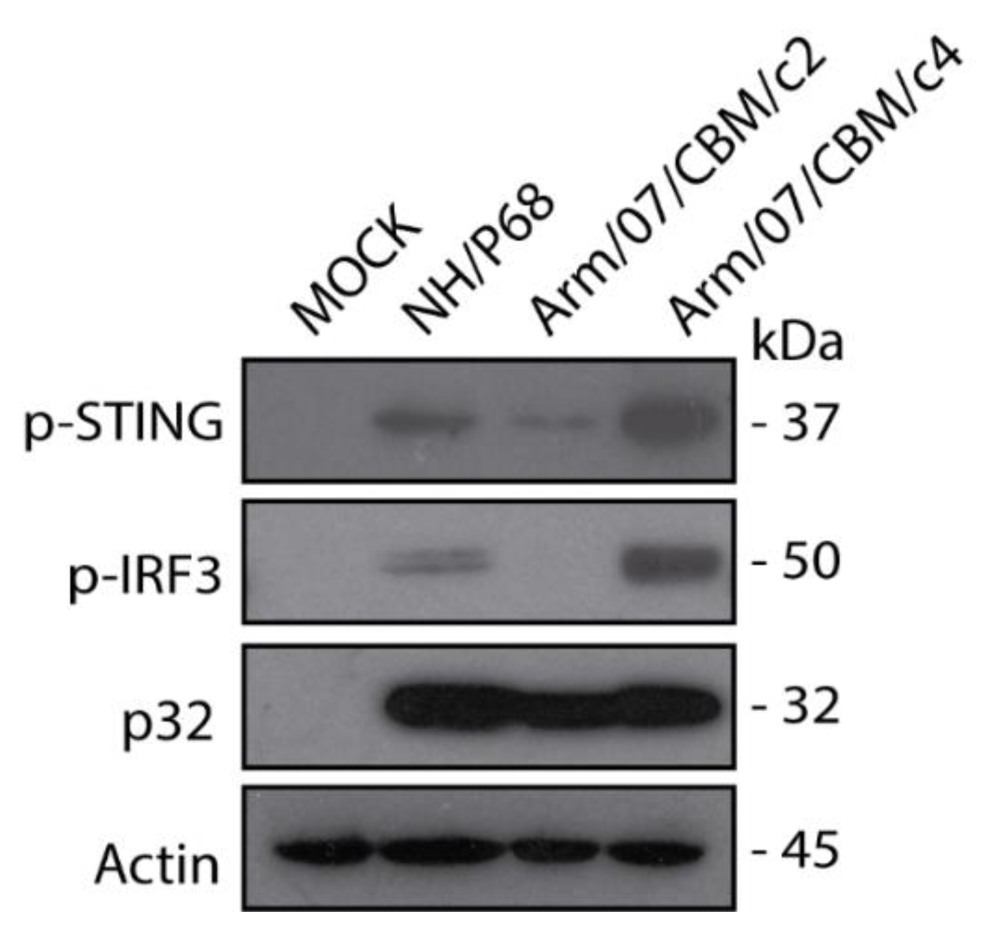 Vaccines 08 00625 g008 Vaccines 08 00625 g008