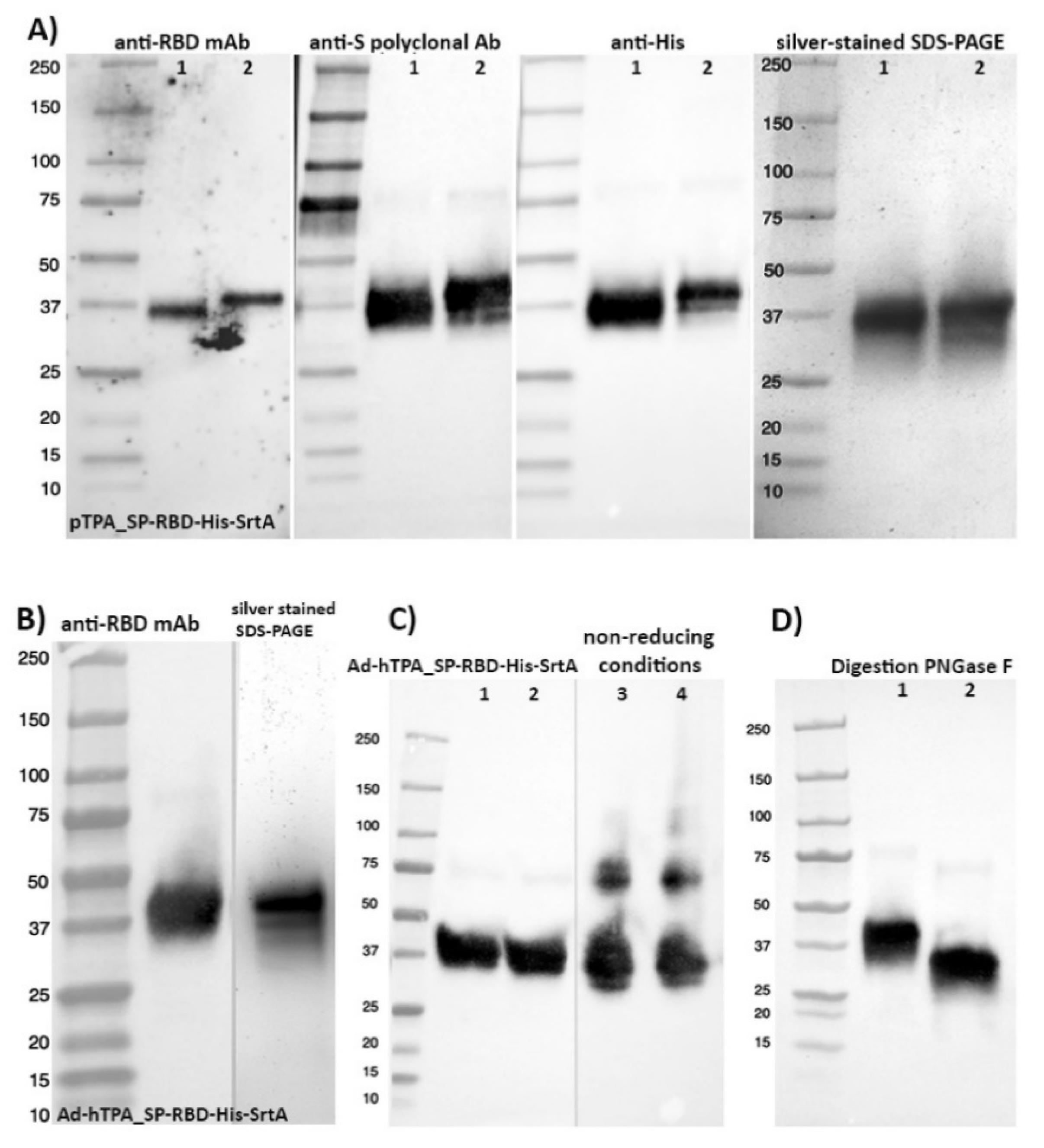 Vaccines 08 00654 g004 Vaccines 08 00654 g004