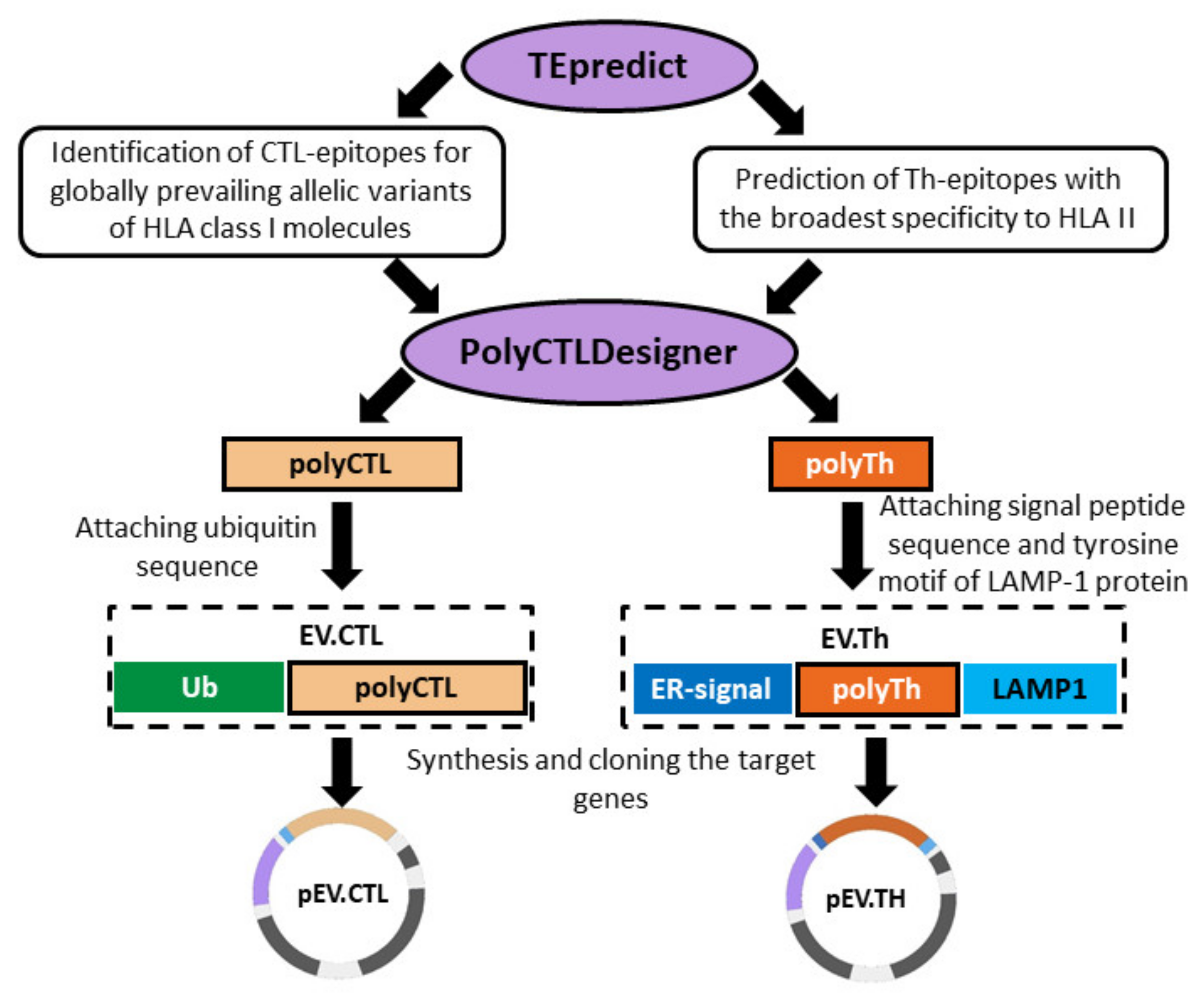 Vaccines 08 00718 g001