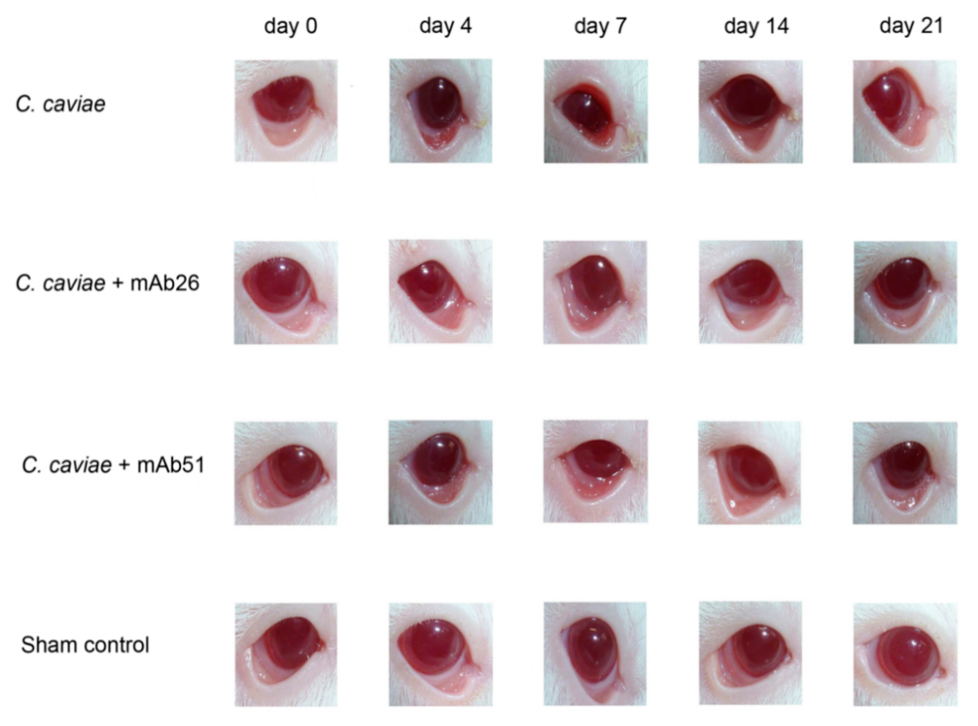 Vaccines 08 00719 g006