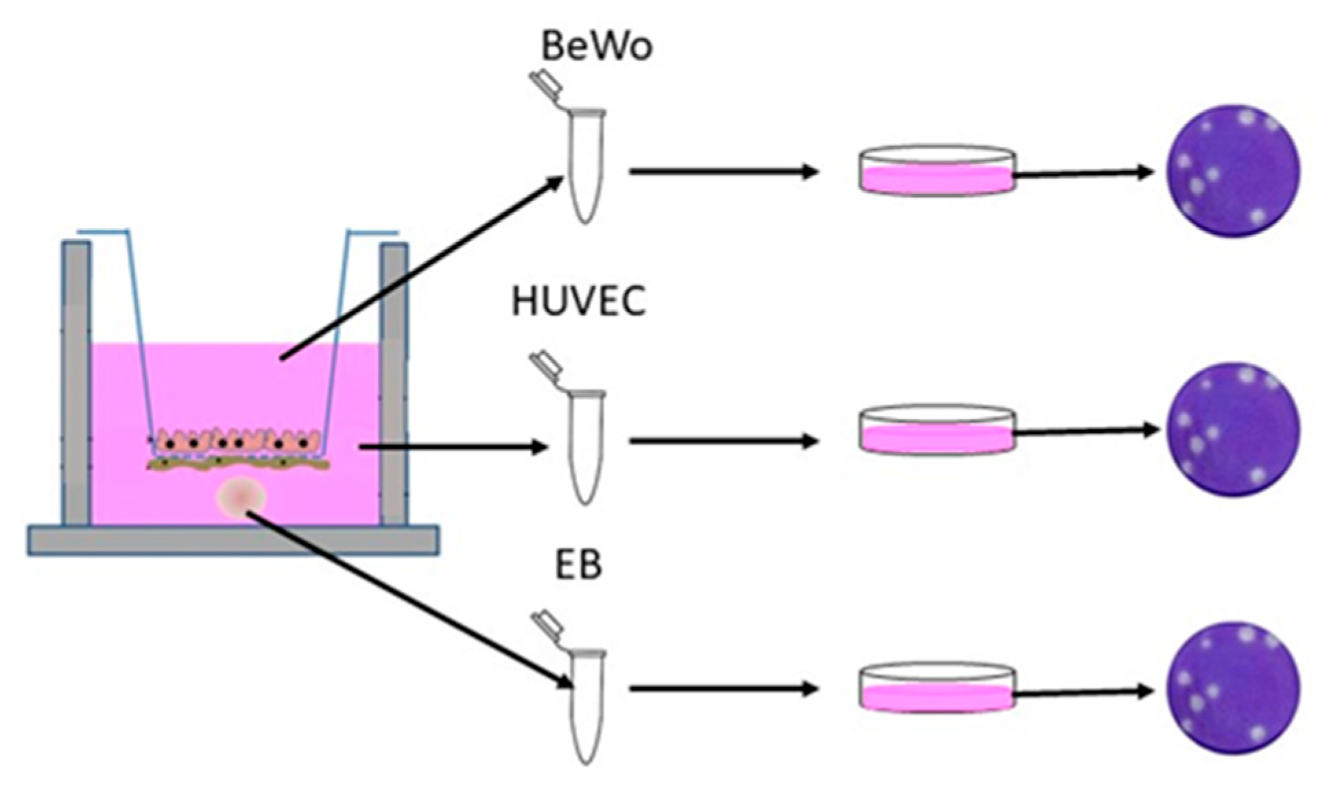 Vaccines 08 00752 g002