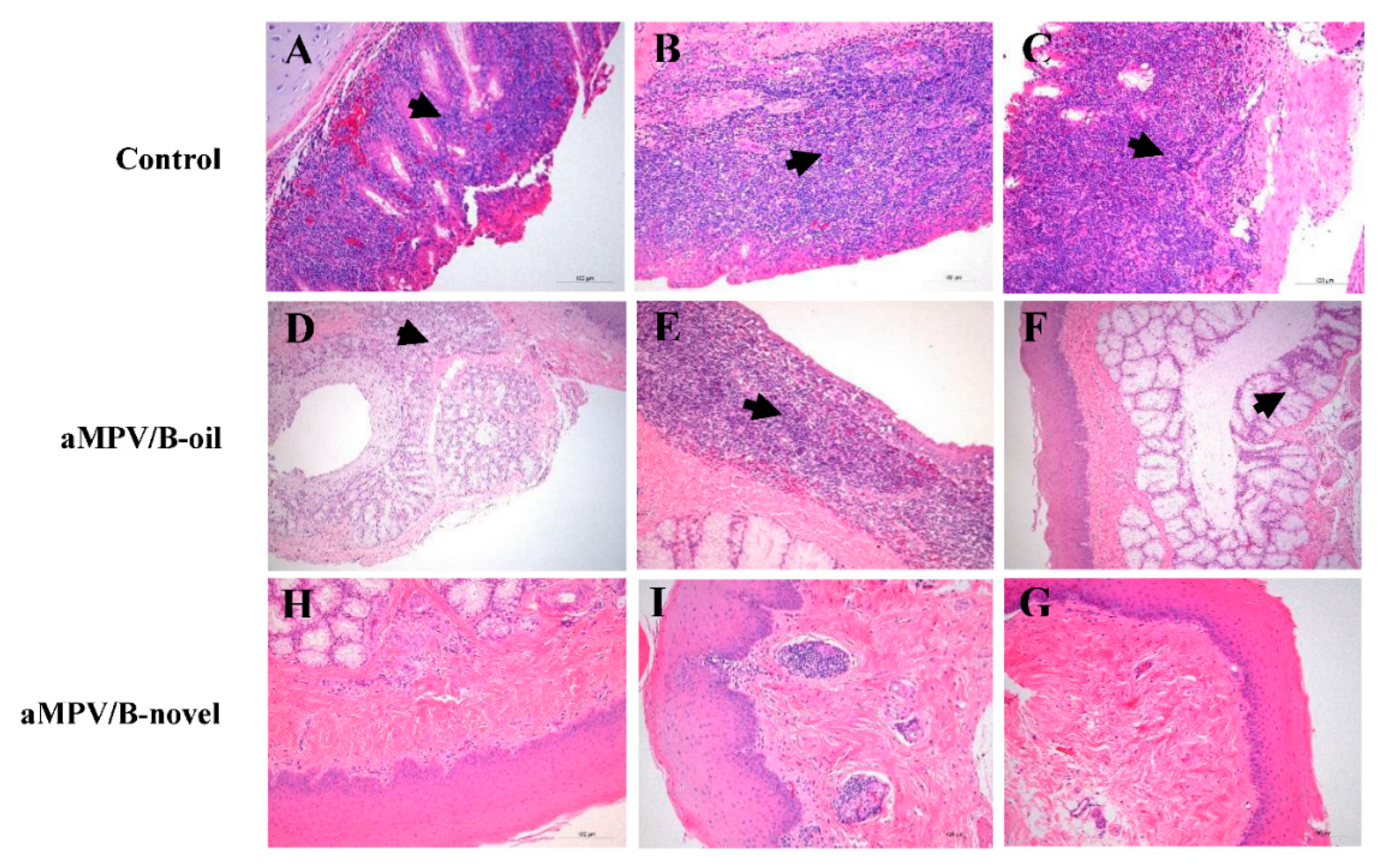 Vaccines 08 00762 g007