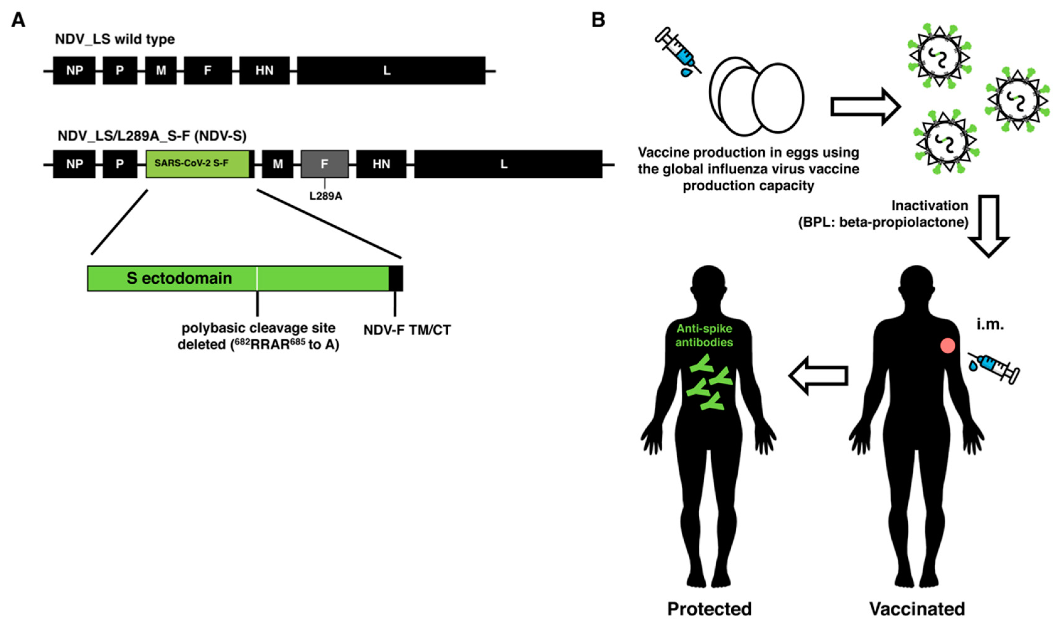 Vaccines 08 00771 g001