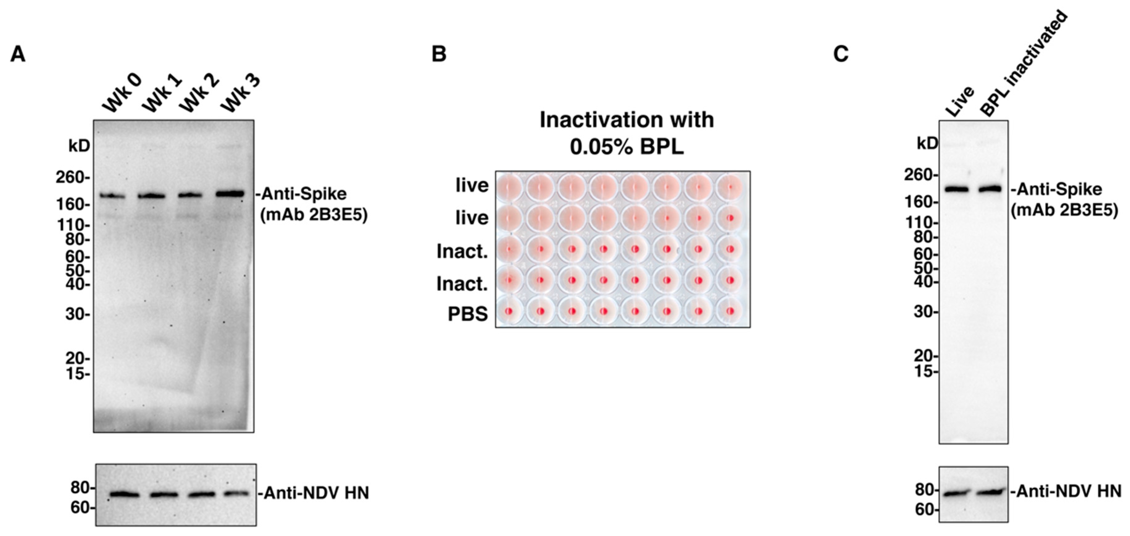 Vaccines 08 00771 g002