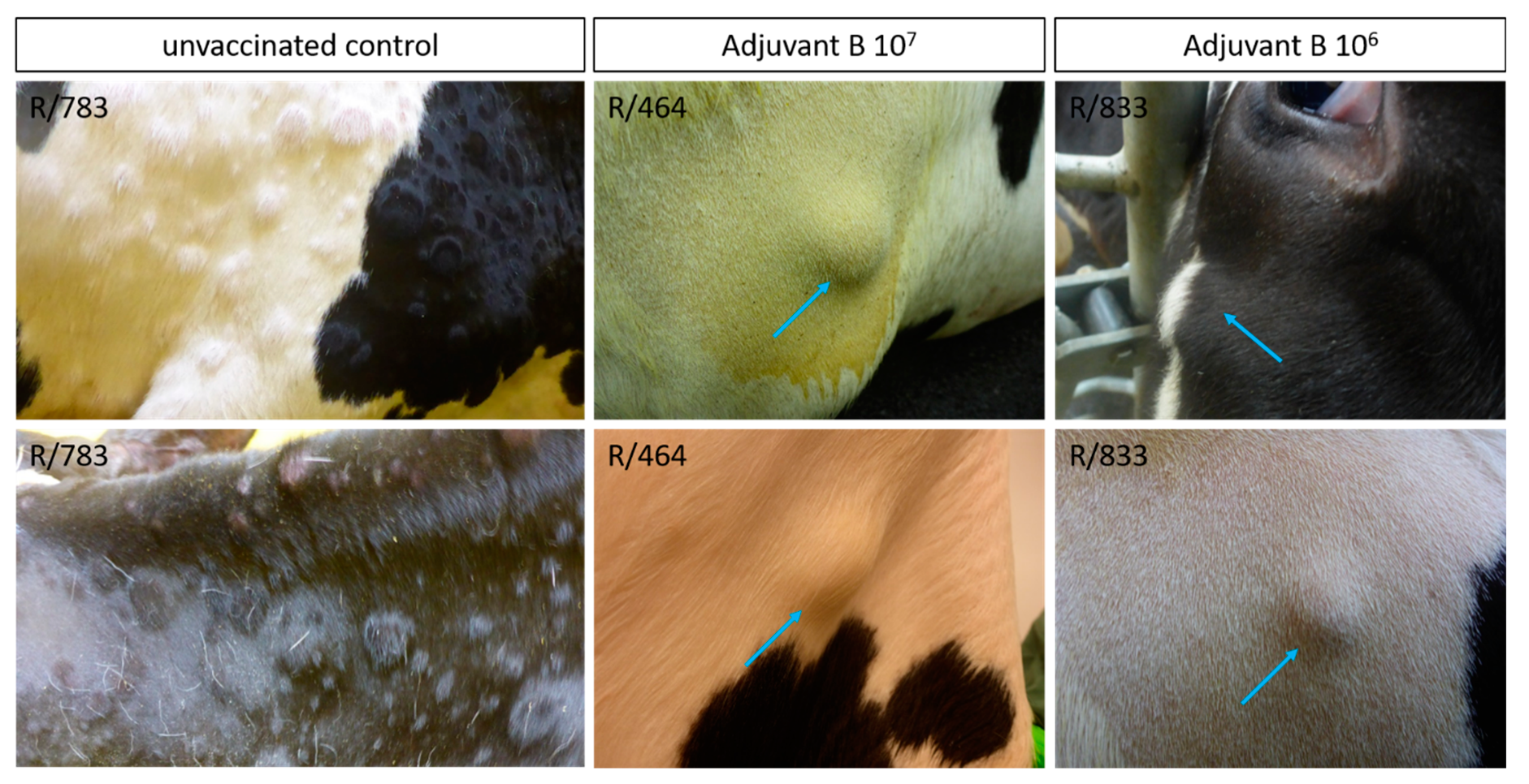 Vaccines 09 00004 g009