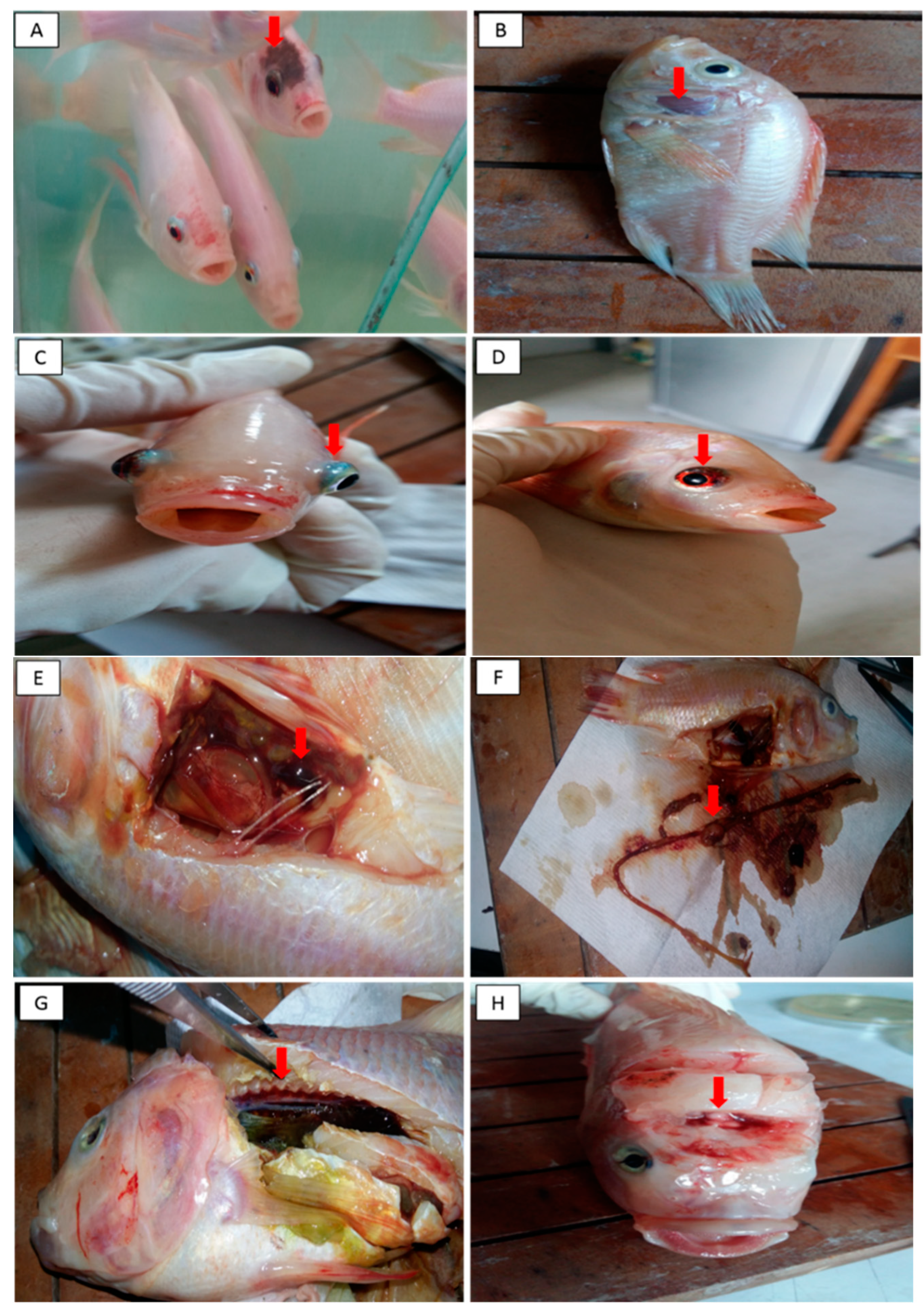 Vaccines 09 00051 g004 Vaccines 09 00051 g004