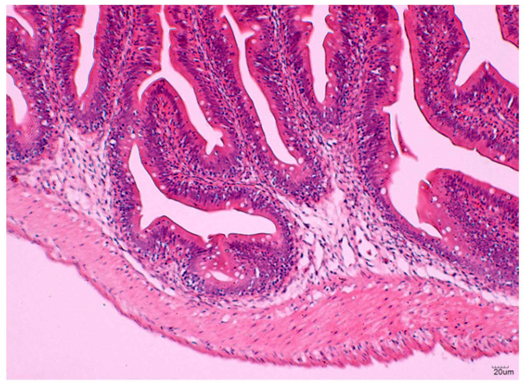 Vaccines 09 00051 g007 Vaccines 09 00051 g007