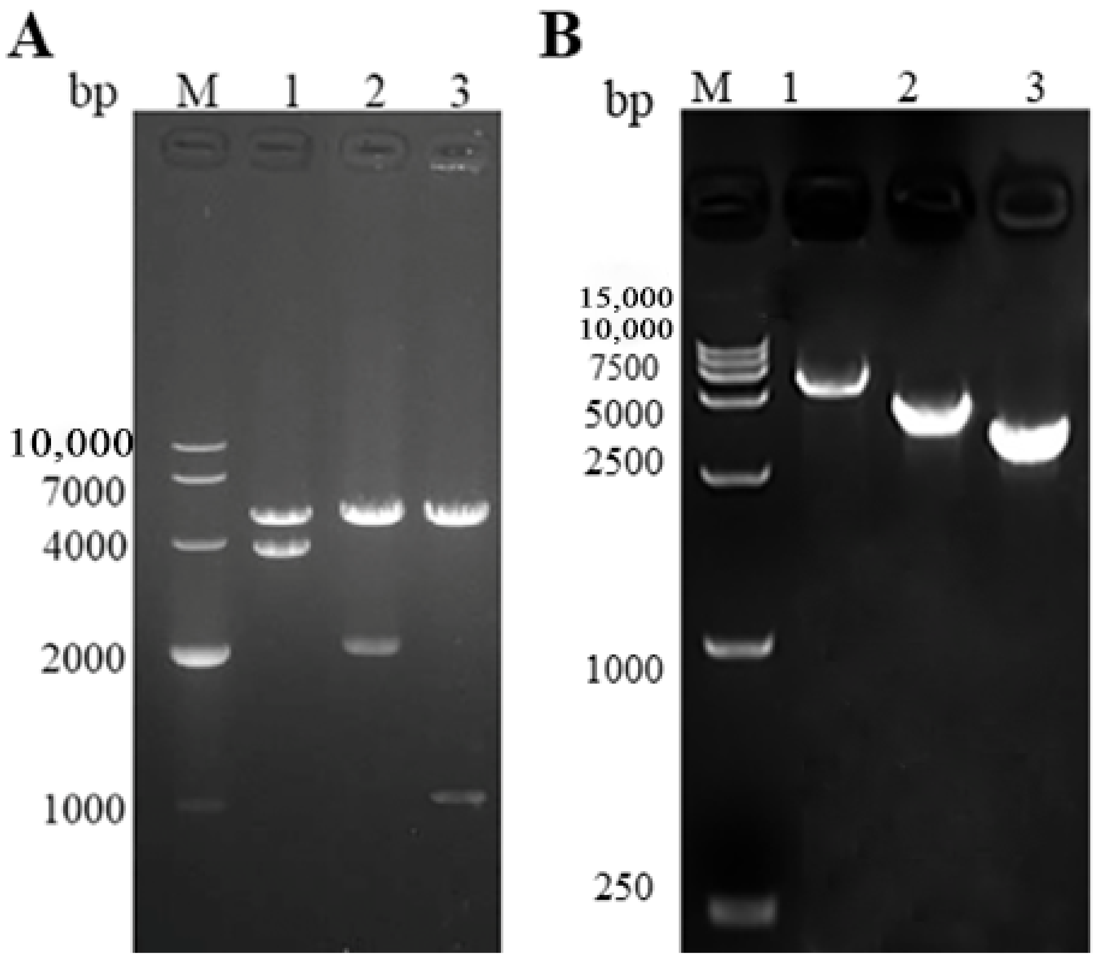 Vaccines 09 00053 g001 Vaccines 09 00053 g001