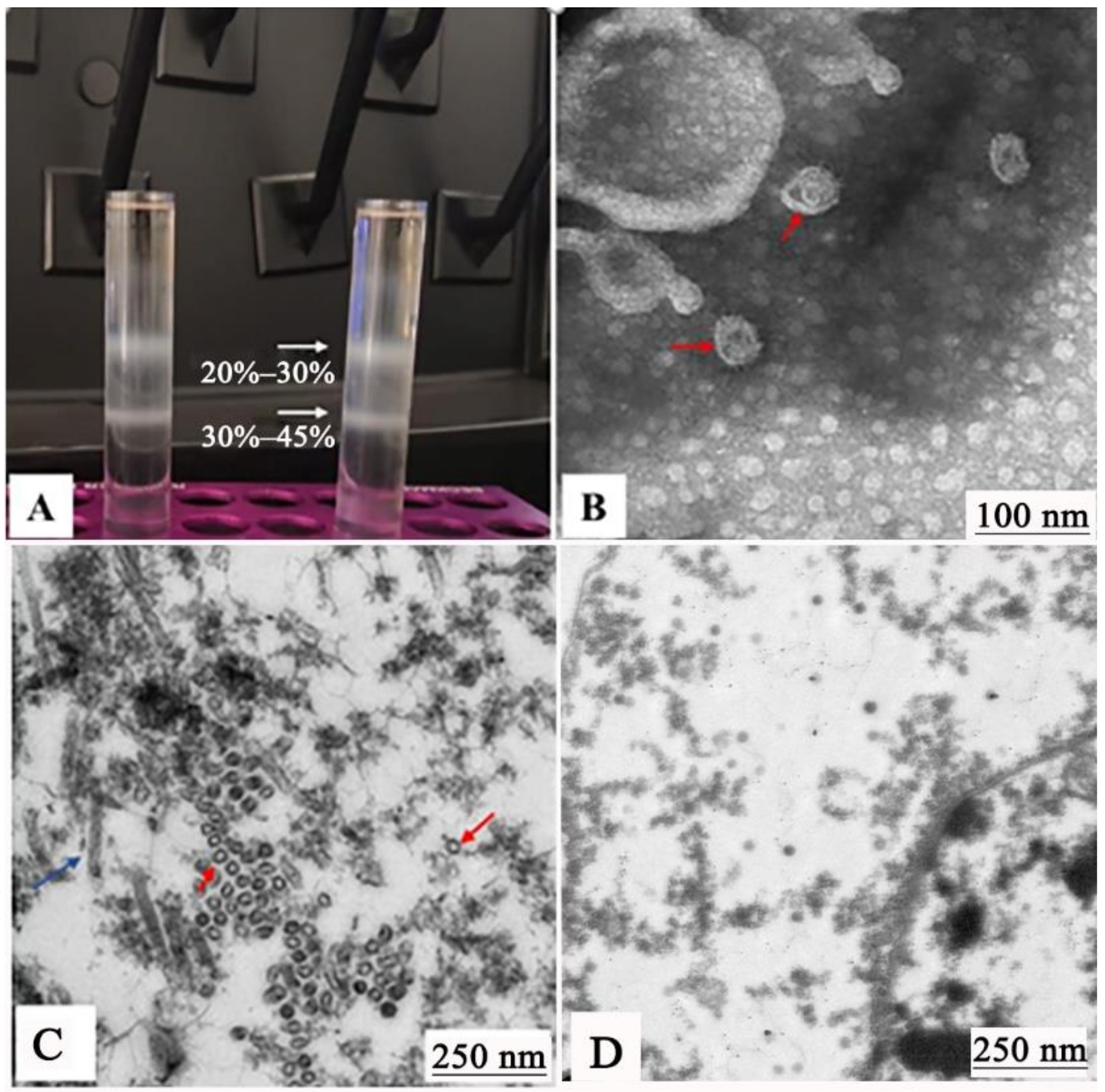 Vaccines 09 00053 g004 Vaccines 09 00053 g004