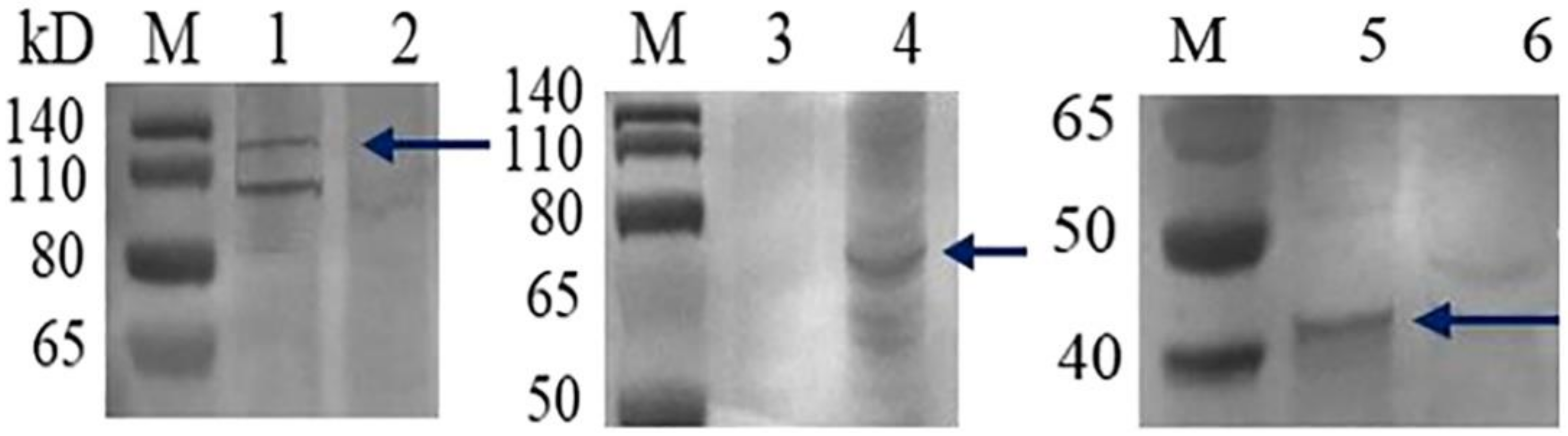 Vaccines 09 00053 g005 Vaccines 09 00053 g005