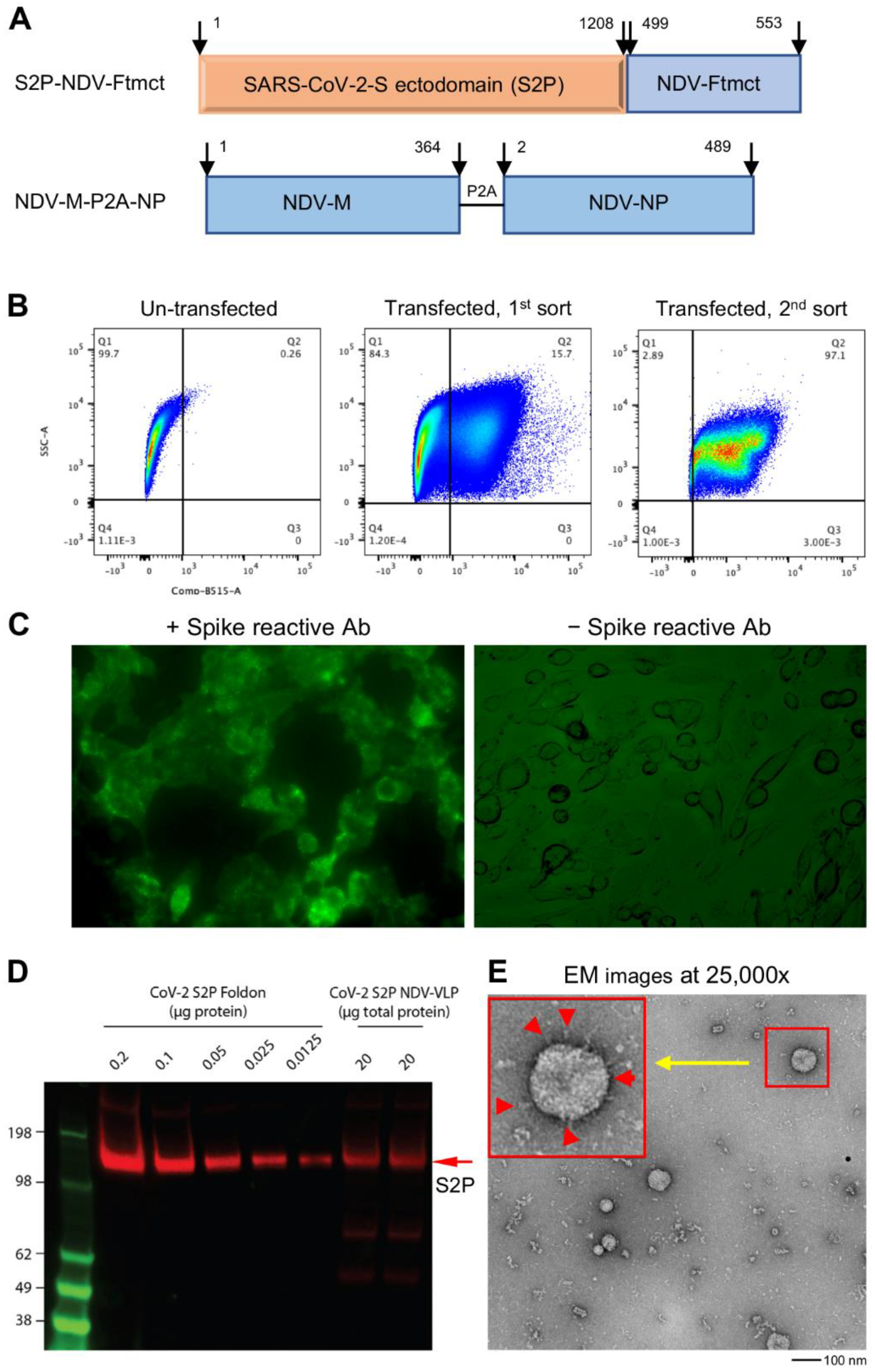 Vaccines 09 00073 g001