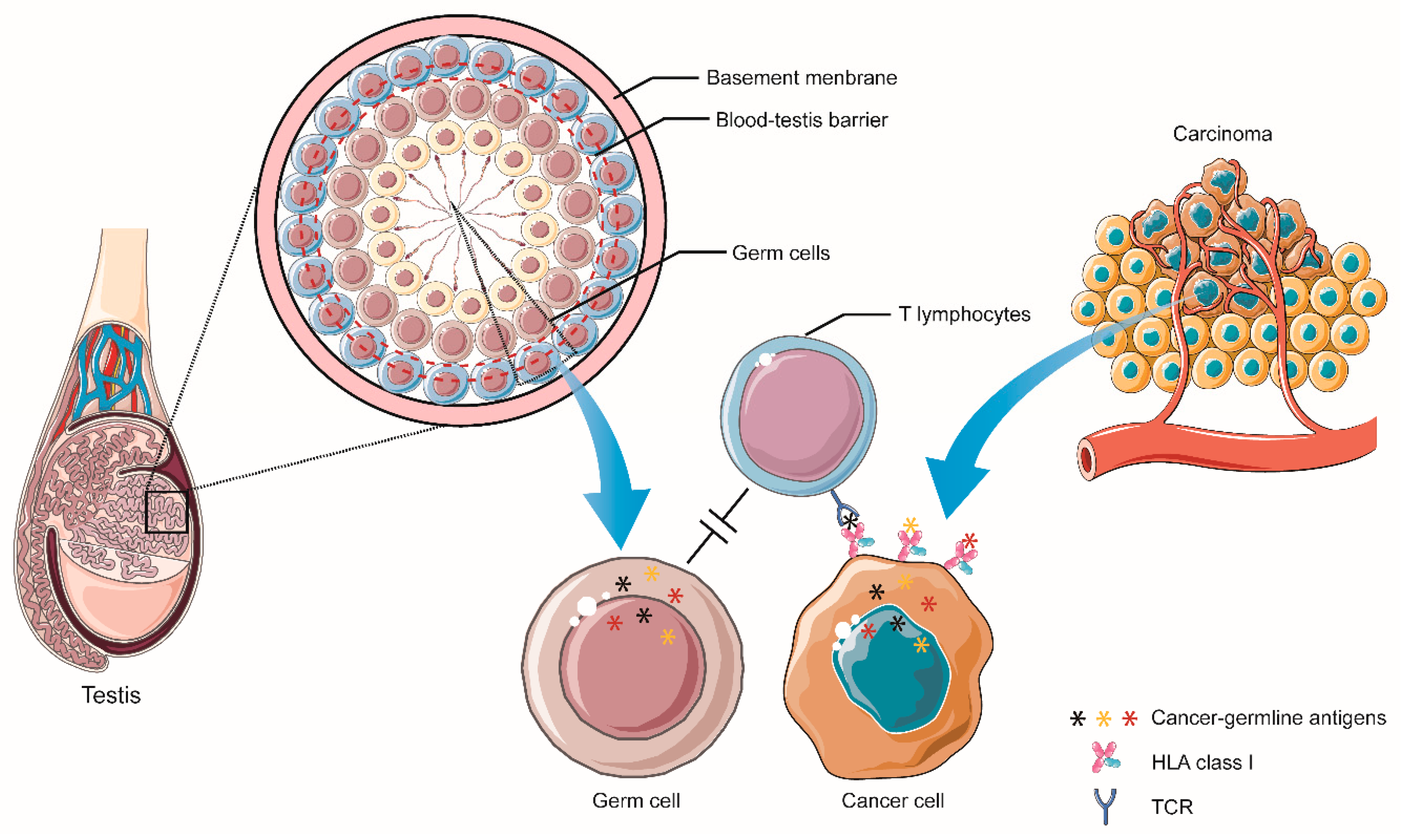 Vaccines 09 00085 g003