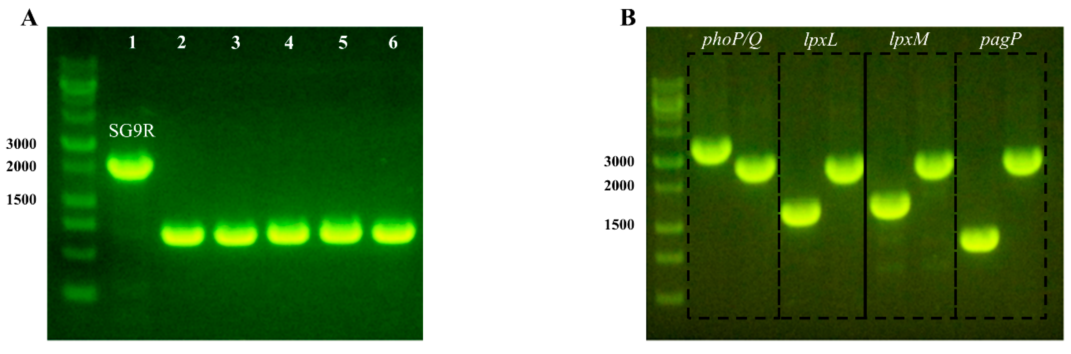 Vaccines 09 00122 g001