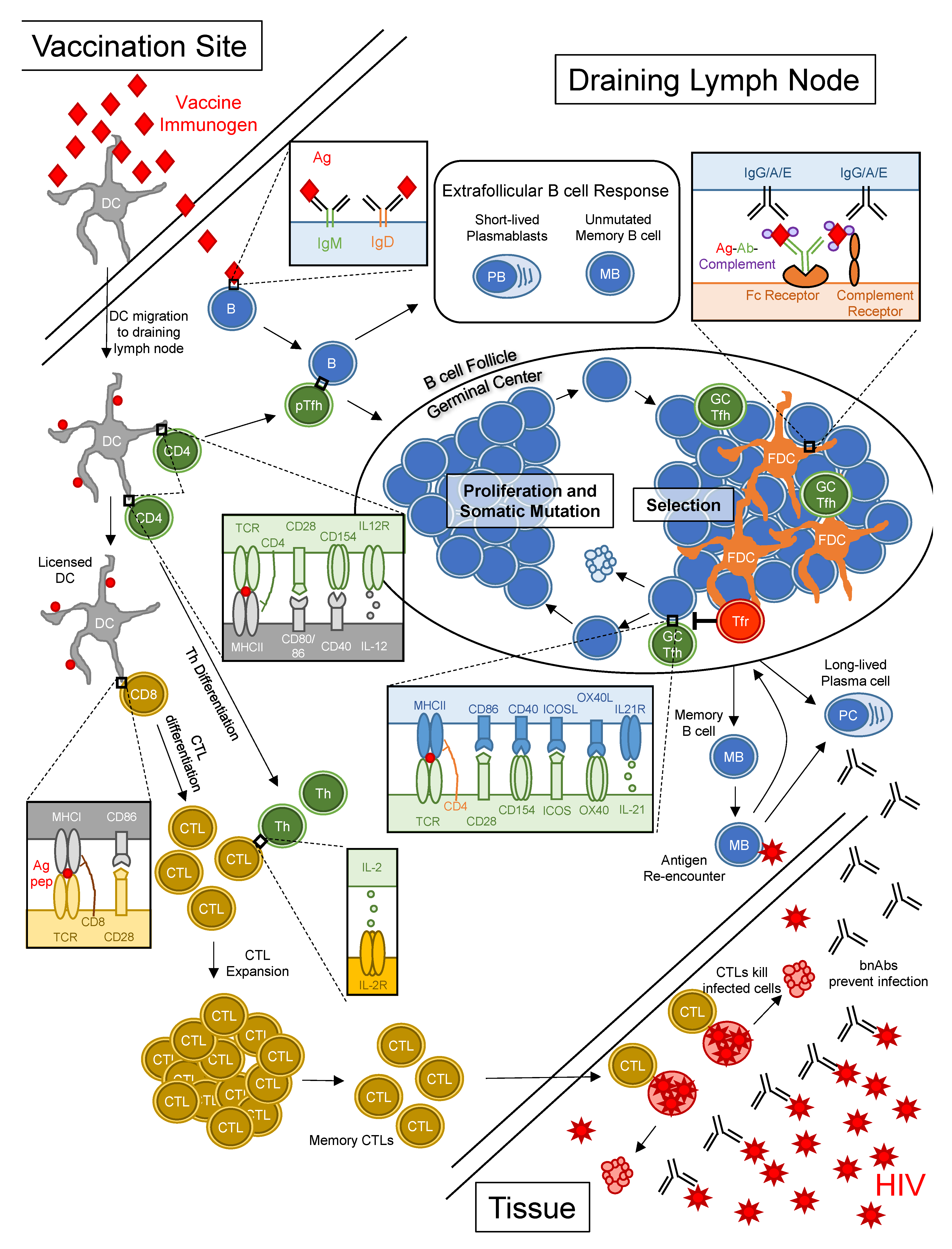 Vaccines 09 00134 g001